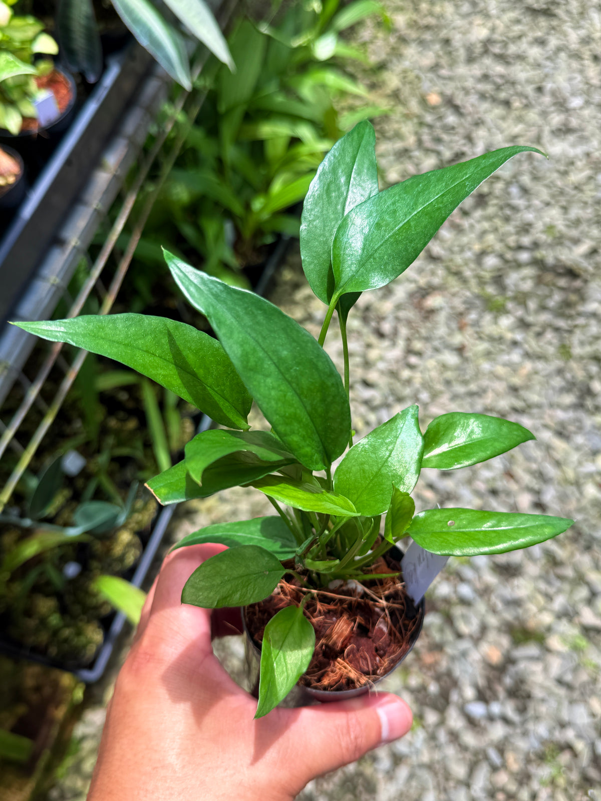 Best Pick in Stock - Epipremnum pinnatum 'Skeleton Key'