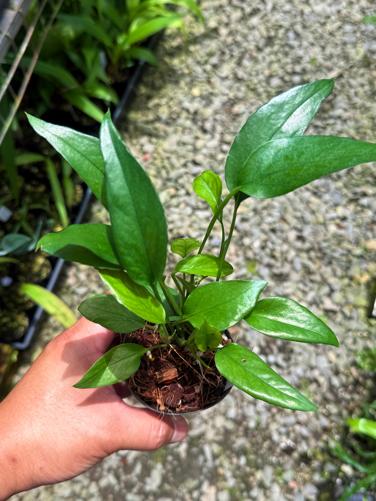 Best Pick in Stock - Epipremnum pinnatum 'Skeleton Key'
