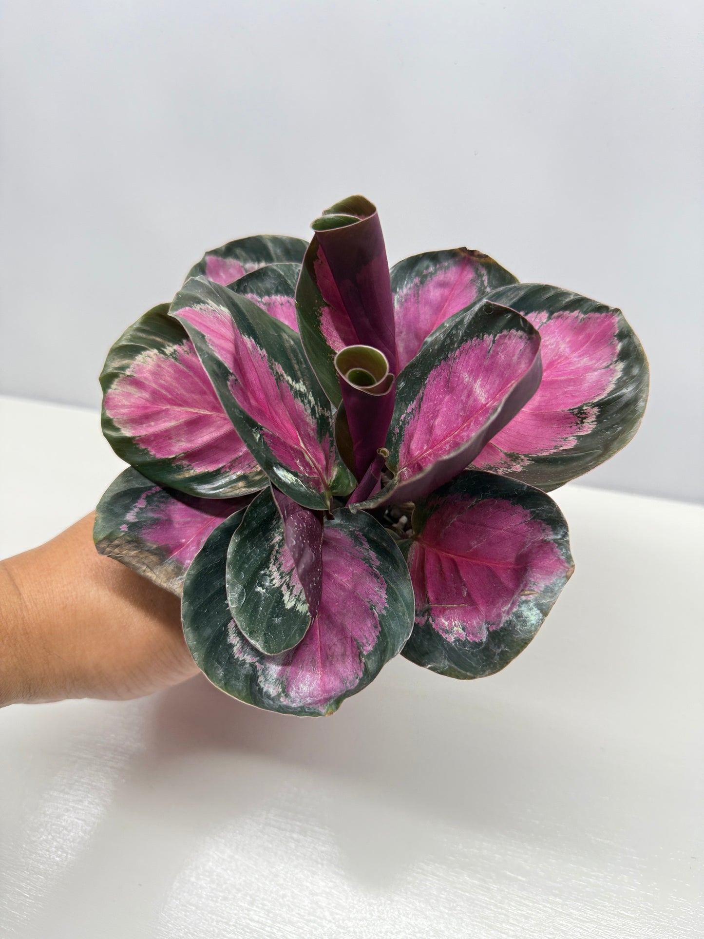 Calathea Roseopicta "Pink Star" - Bet Pick of the Crop!
