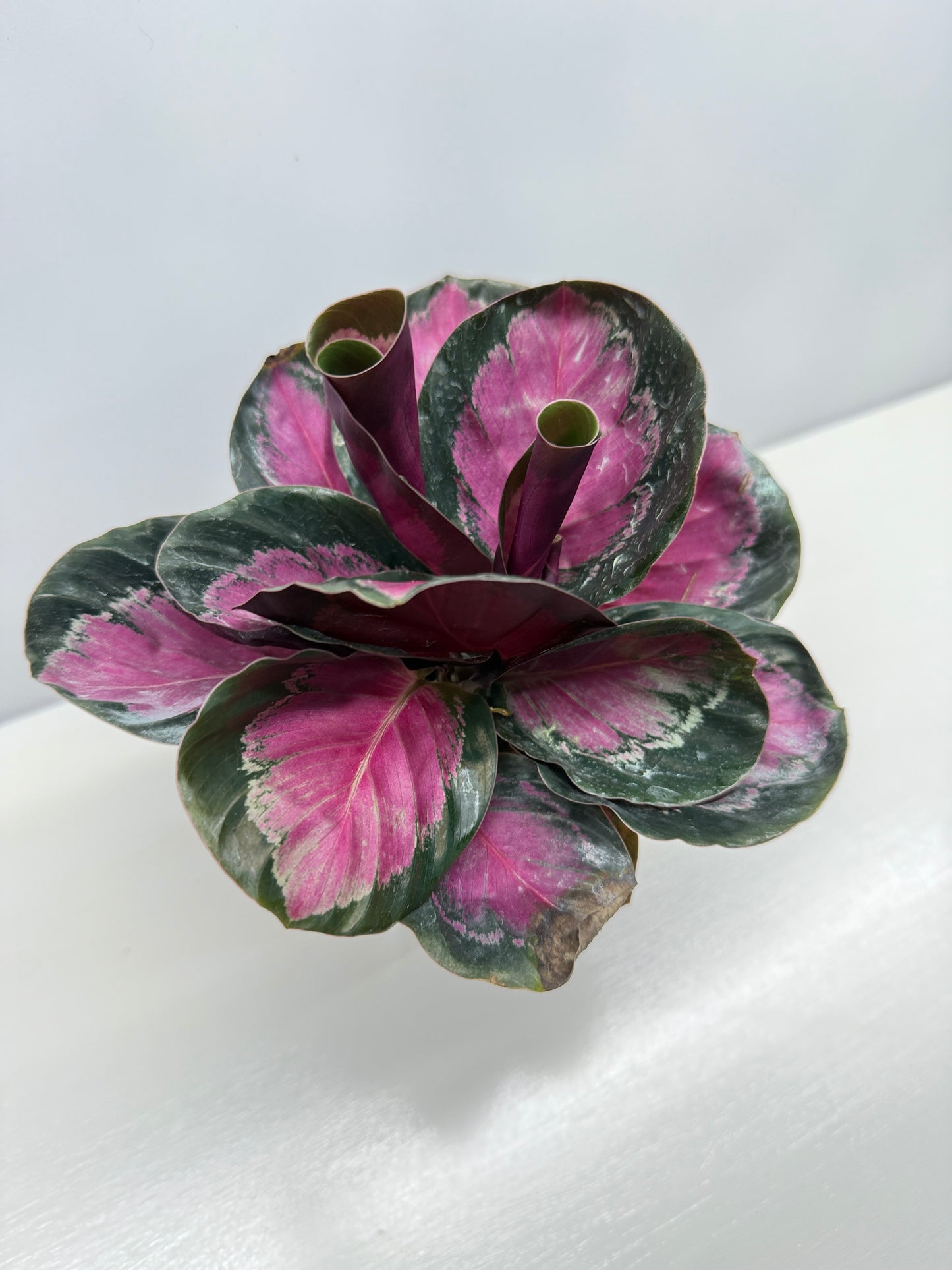 Calathea Roseopicta "Pink Star" - Bet Pick of the Crop!