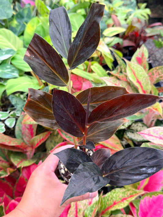 Zingiber malaysianum 'Midnight Ginger' N5