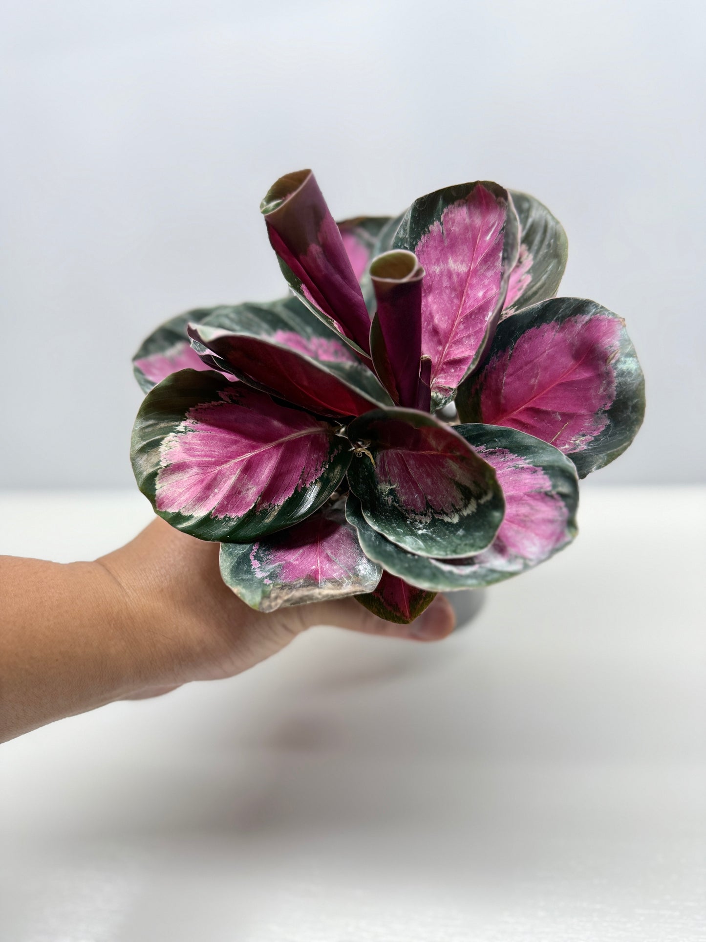 Calathea Roseopicta "Pink Star" - Bet Pick of the Crop!
