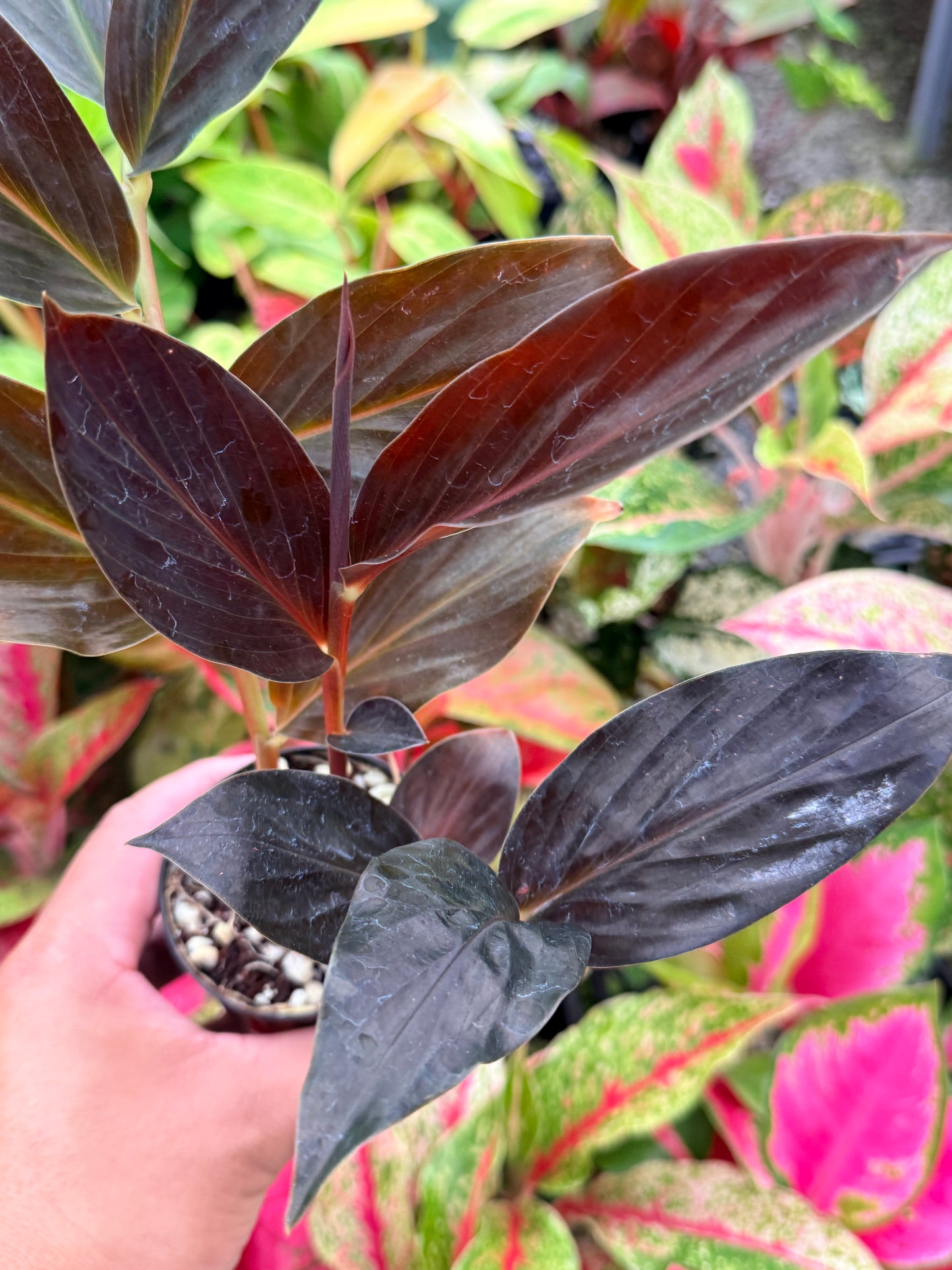 Zingiber malaysianum 'Midnight Ginger' N5