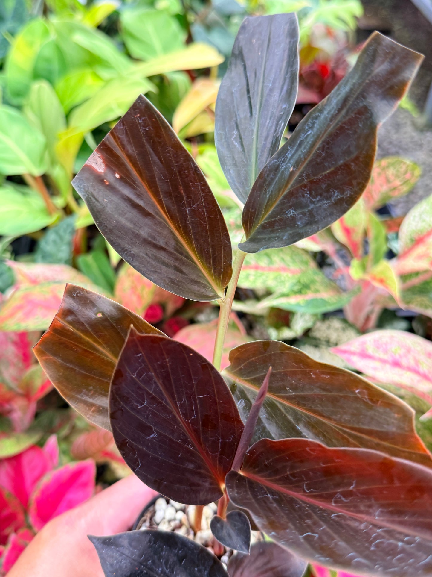 Zingiber malaysianum 'Midnight Ginger' N5