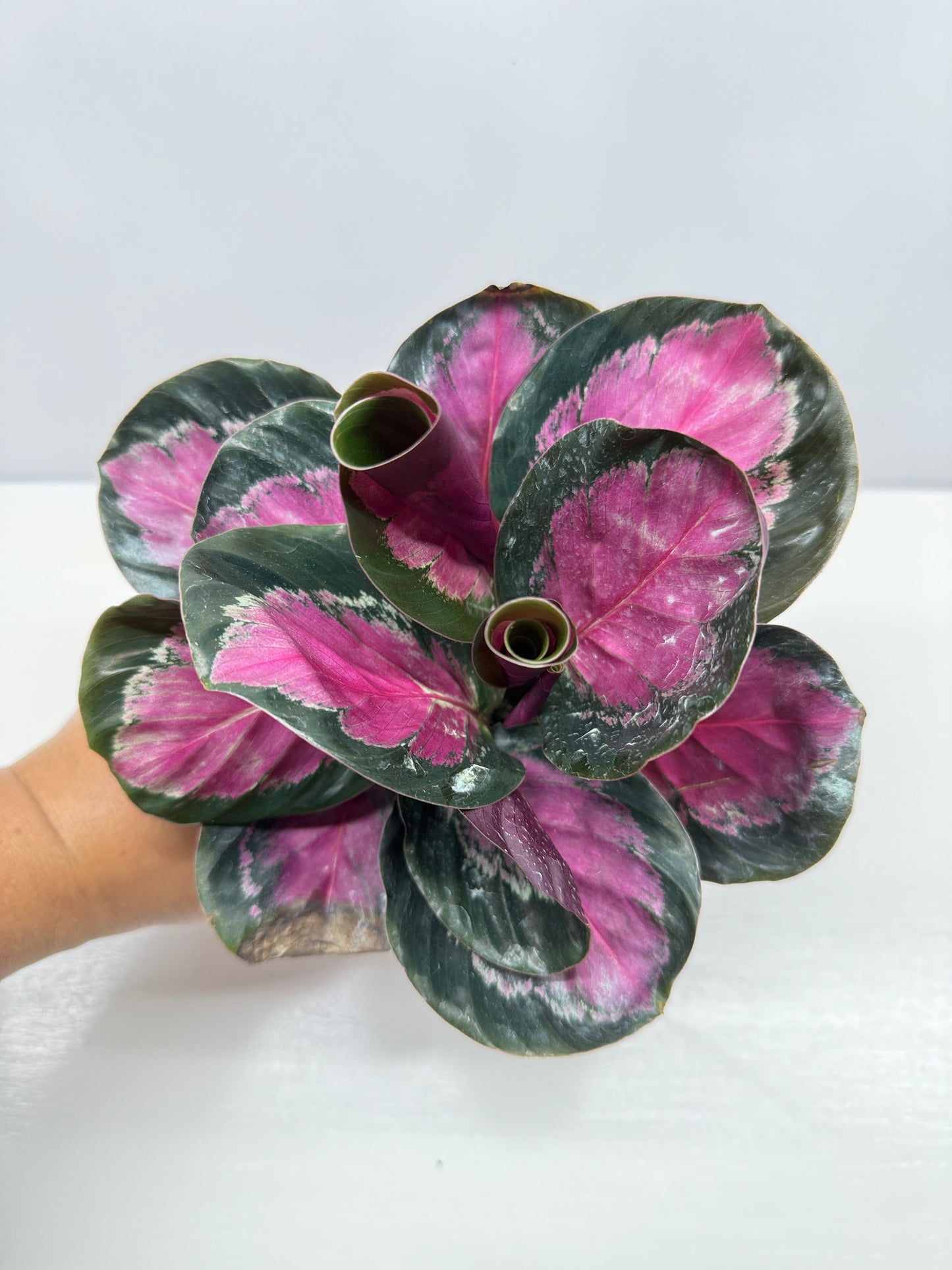 Calathea Roseopicta "Pink Star" - Bet Pick of the Crop!