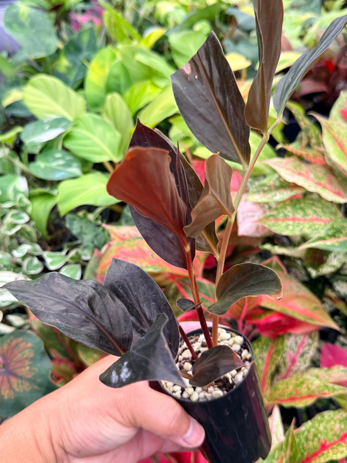 Zingiber malaysianum 'Midnight Ginger' N5