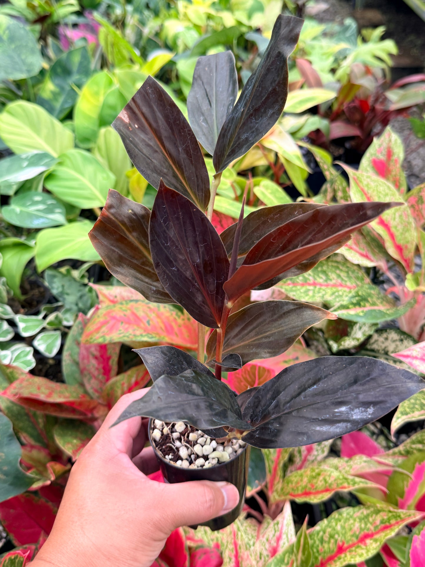 Zingiber malaysianum 'Midnight Ginger' N5
