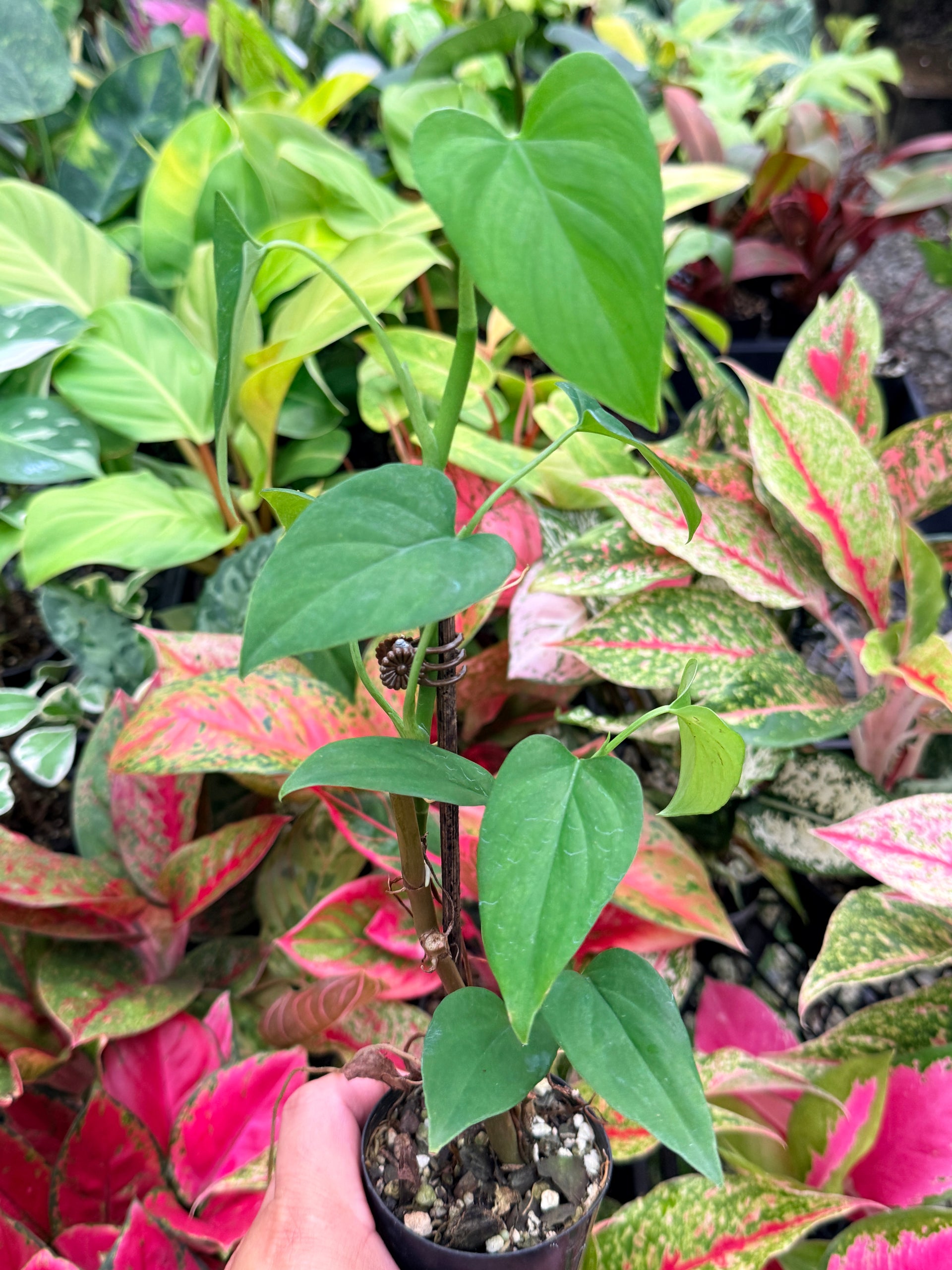 philodendron jacquinii Philodendron 'Jacqunii' N1 – FNQ Tropical Plants