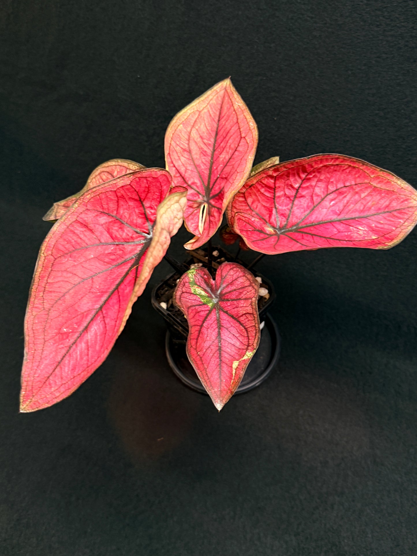 Caladium 'Dessert Sunset' - Best Plant in Stock.