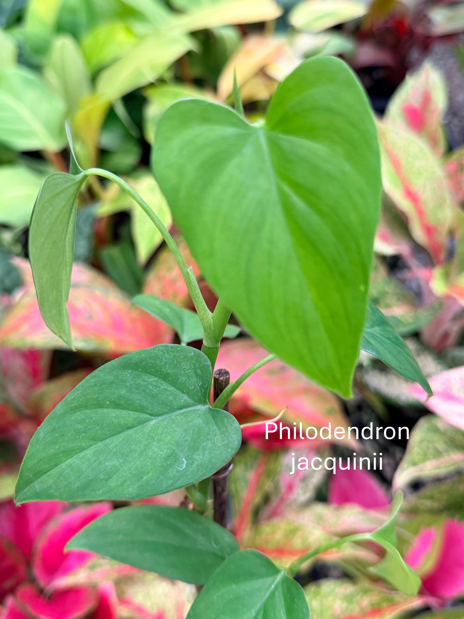 Philodendron 'Jacqunii' N1