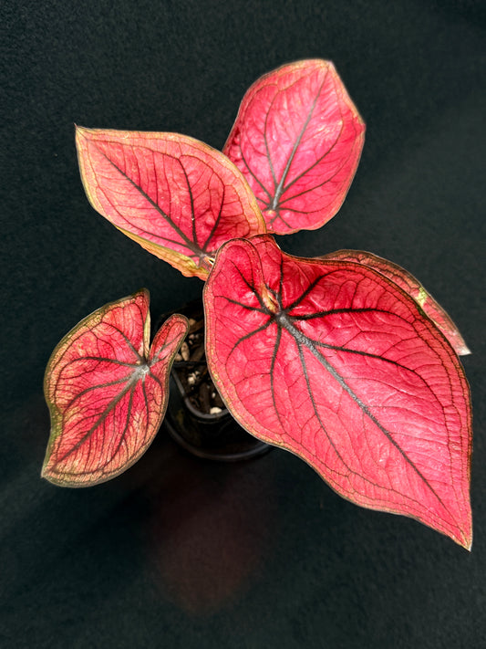 Caladium 'Dessert Sunset' H13