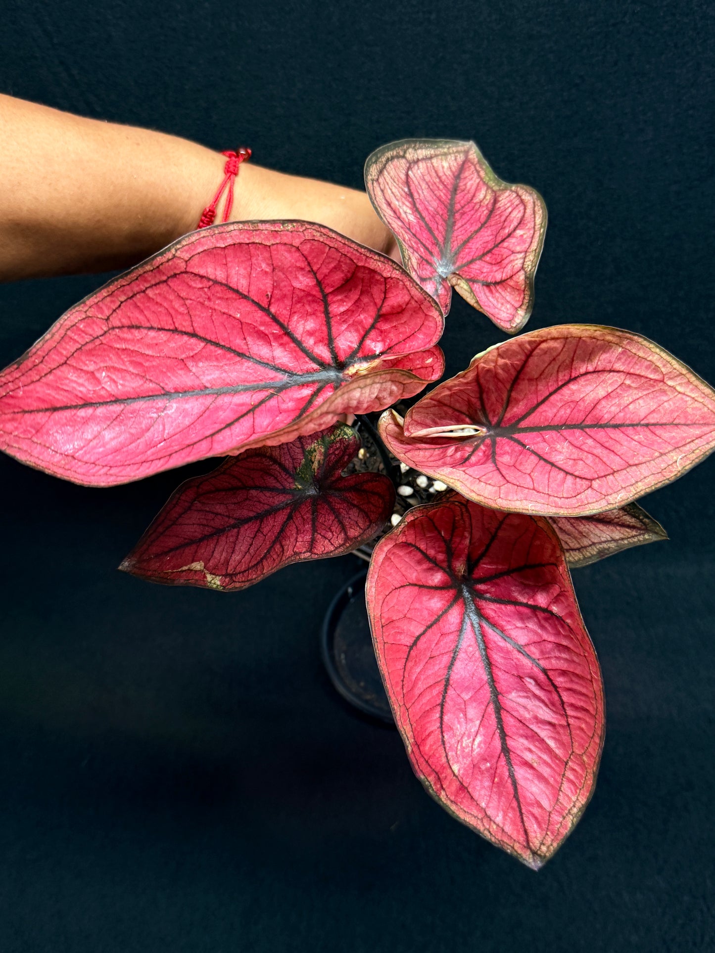 Caladium 'Dessert Sunset' - Best Plant in Stock.