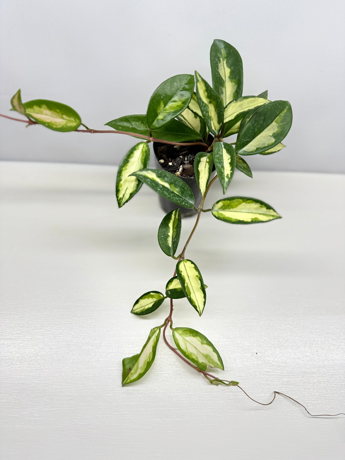 Hoya carnosa Krimson Princess - Best Pick of the Crop