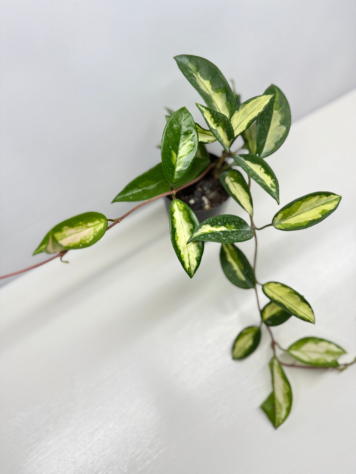 Hoya carnosa Krimson Princess - Best Pick of the Crop