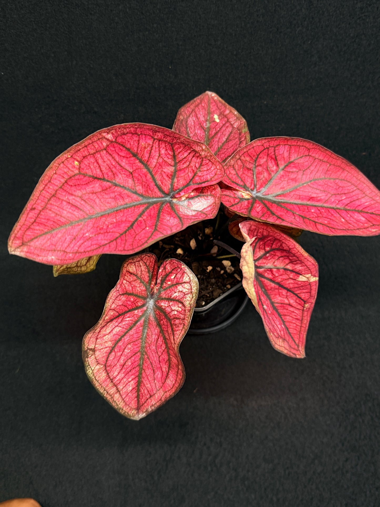 Caladium 'Dessert Sunset' H14