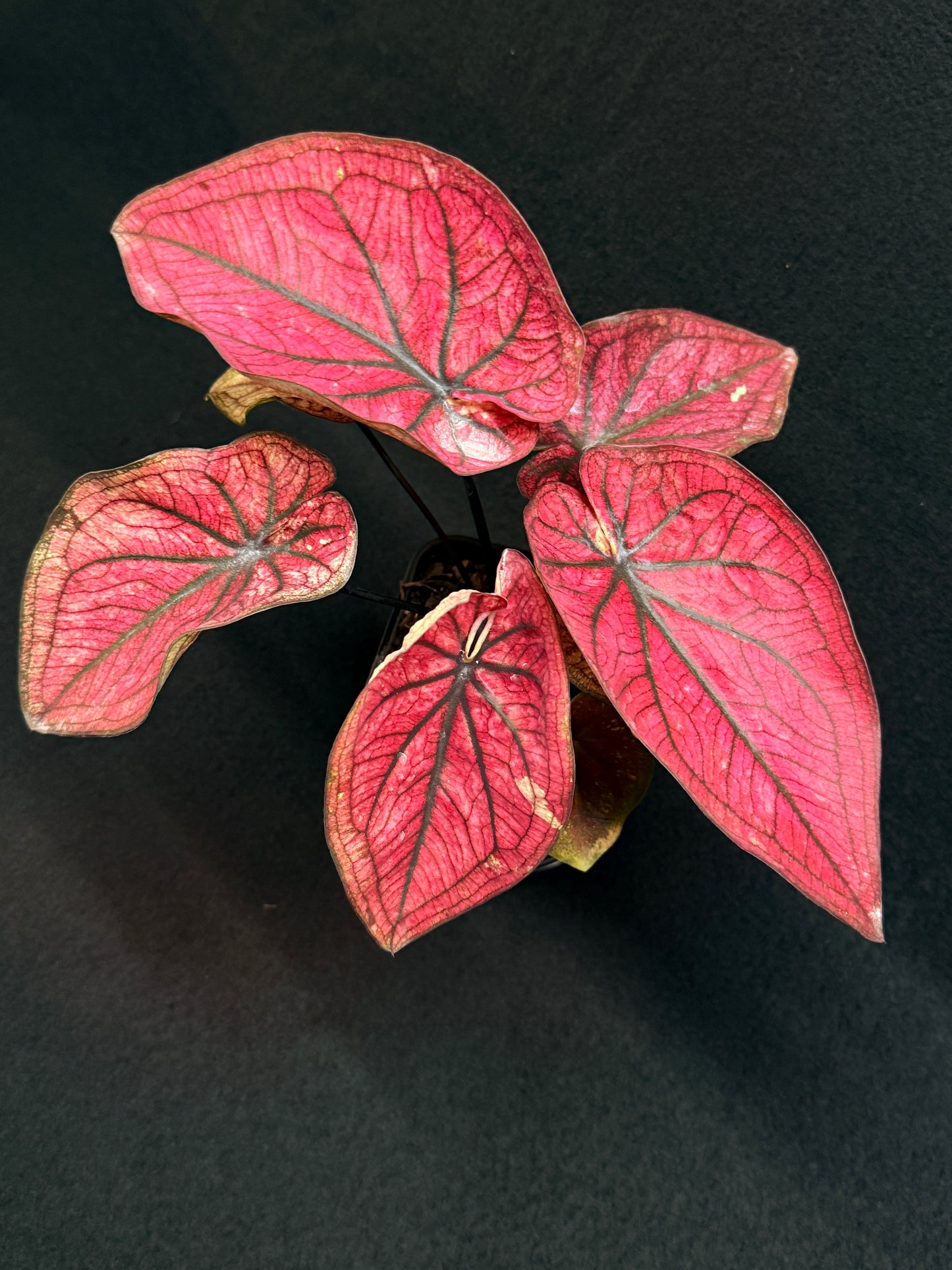 Caladium 'Dessert Sunset' H14