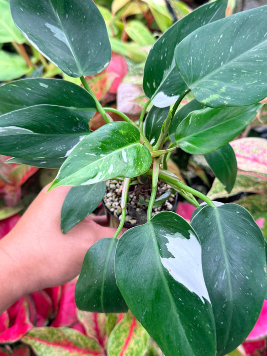 Philodendron 'White Princess' N6