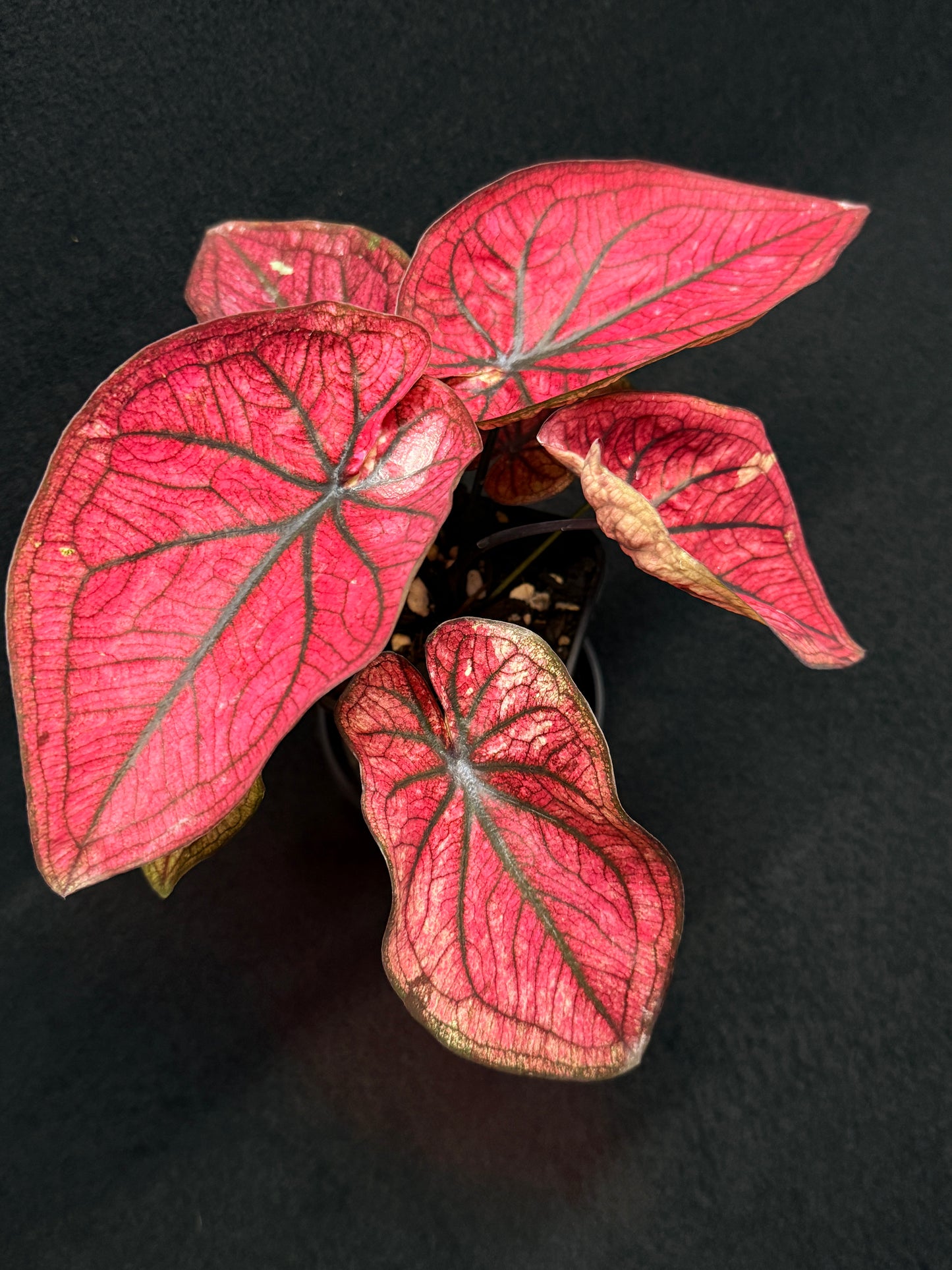 Caladium 'Dessert Sunset' H14