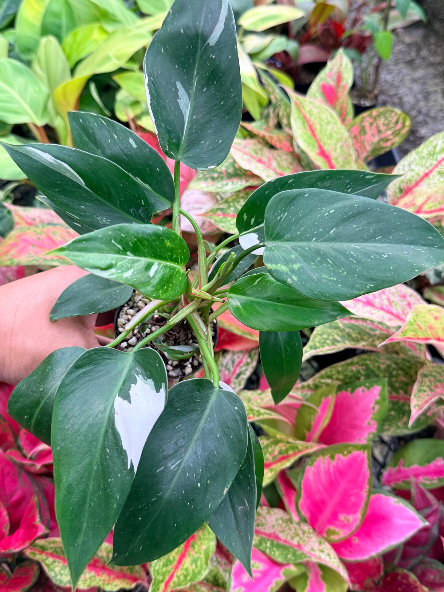Philodendron 'White Princess' N6