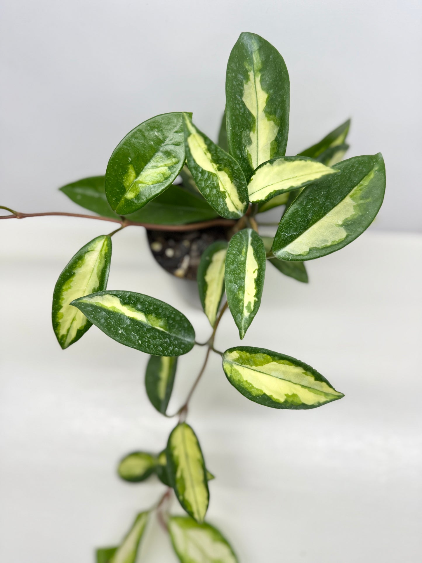 Hoya carnosa Krimson Princess - Best Pick of the Crop