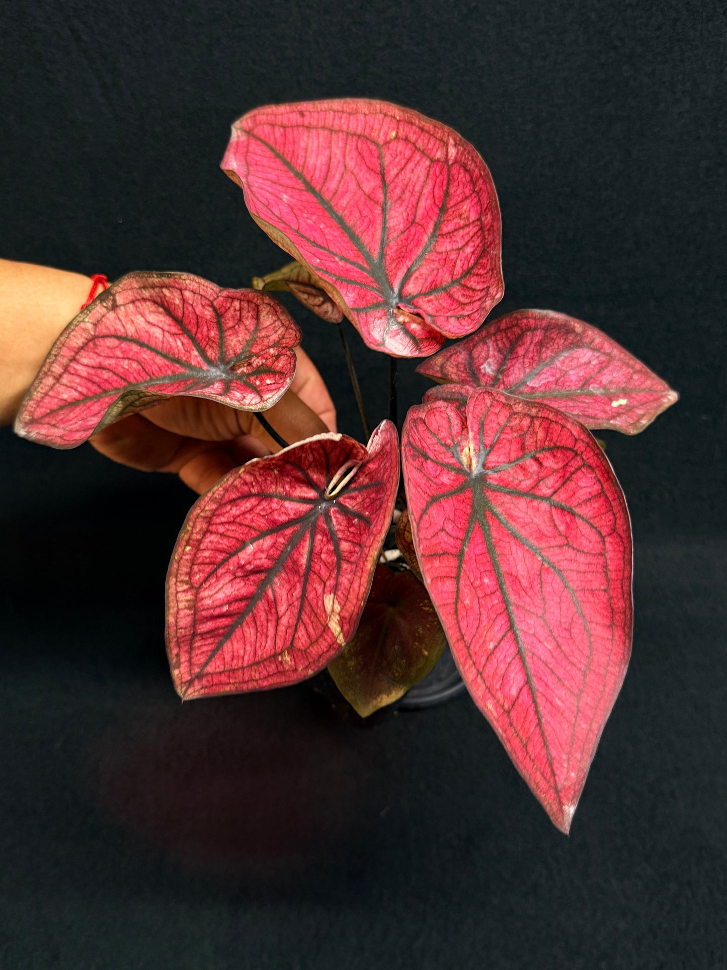 Caladium 'Dessert Sunset' H14