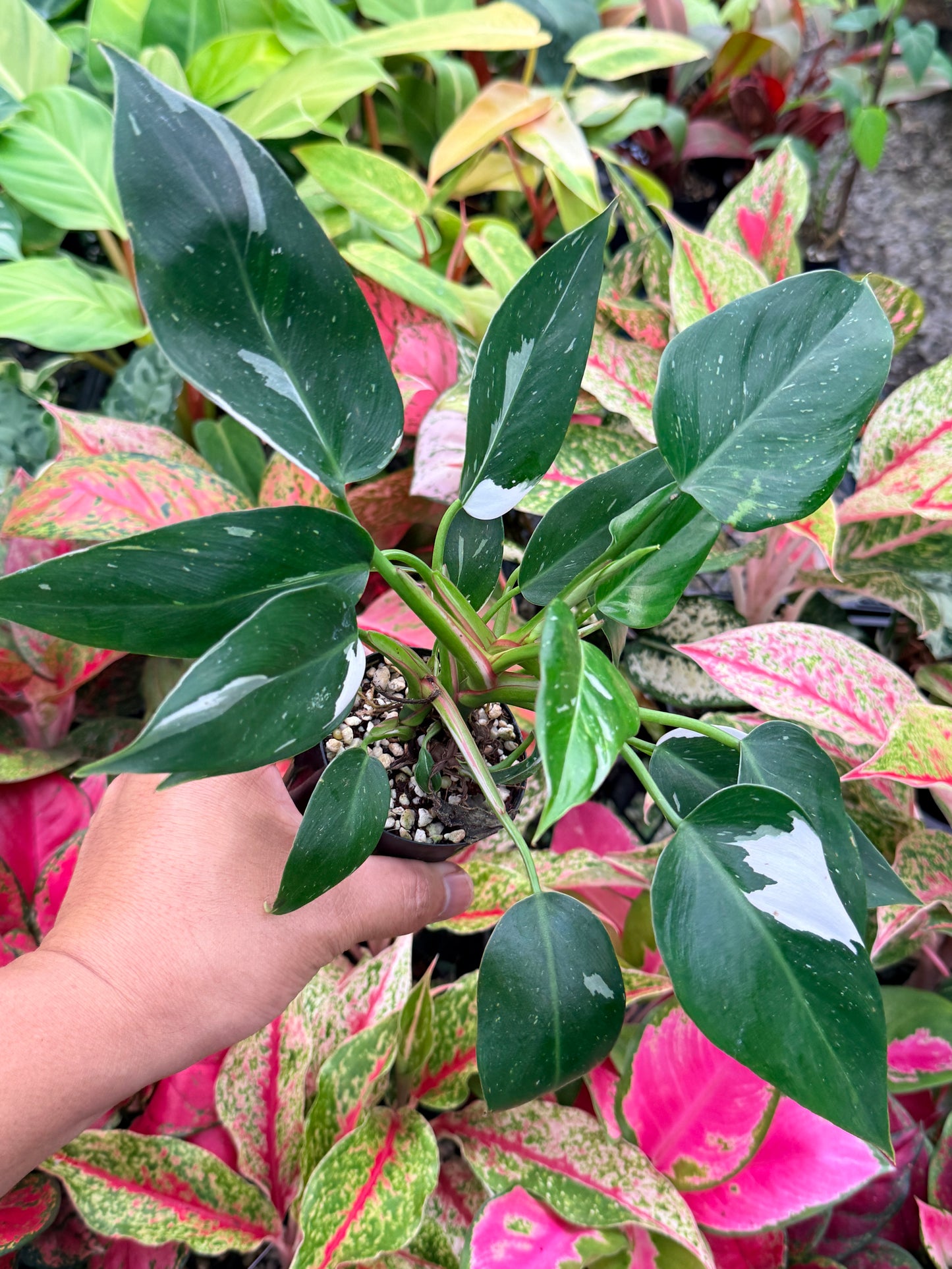 Philodendron 'White Princess' N6