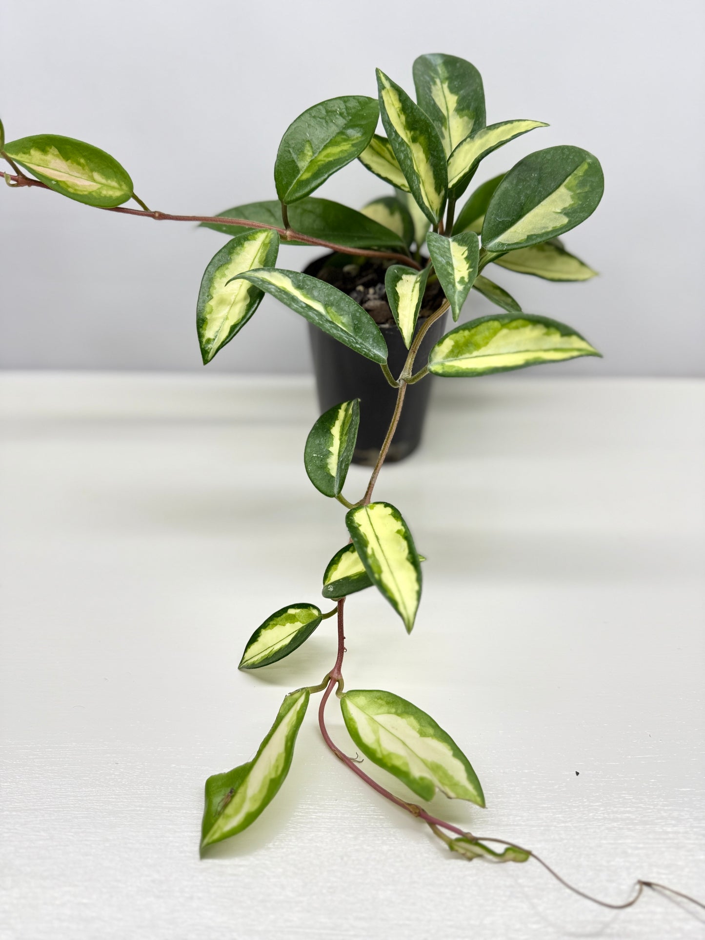 Hoya carnosa Krimson Princess - Best Pick of the Crop