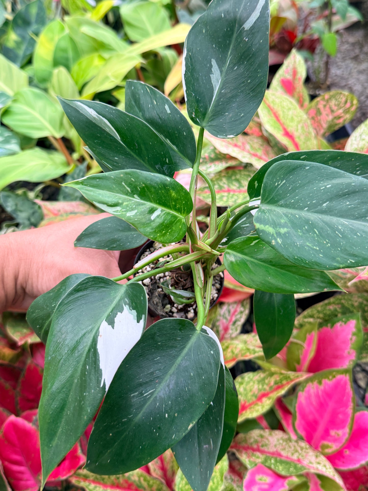 Philodendron 'White Princess' N6