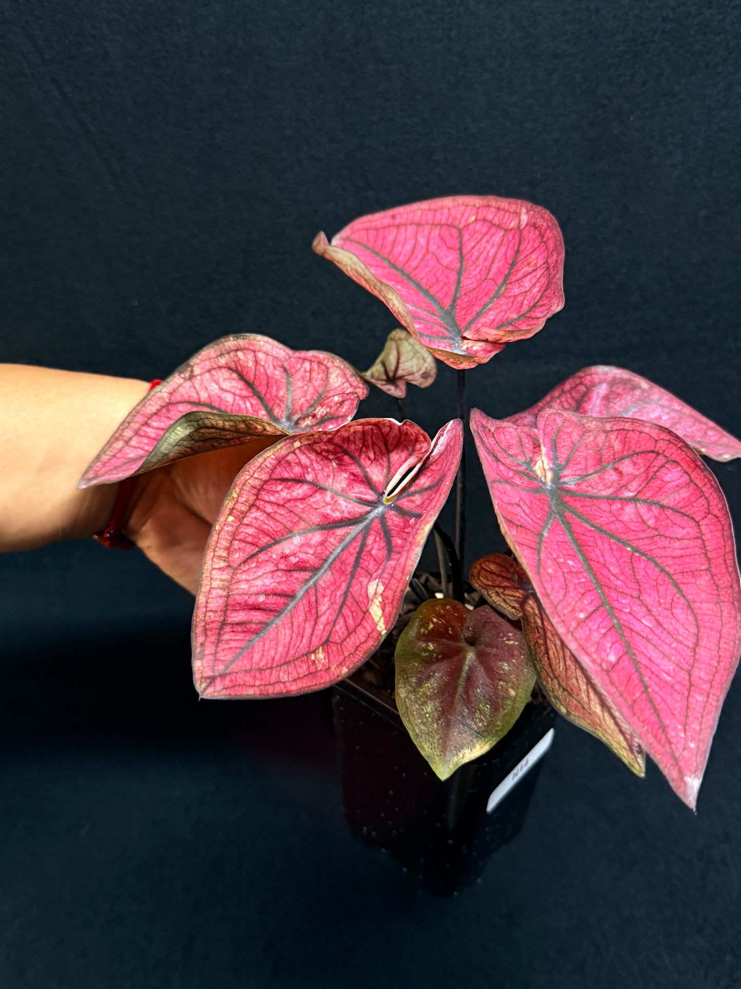 Caladium 'Dessert Sunset' H14