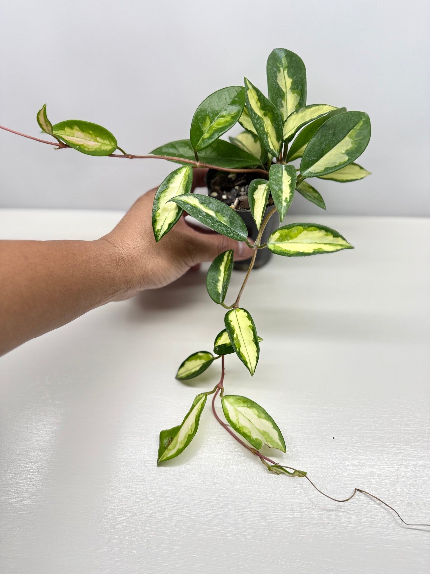 Hoya carnosa Krimson Princess - Best Pick of the Crop