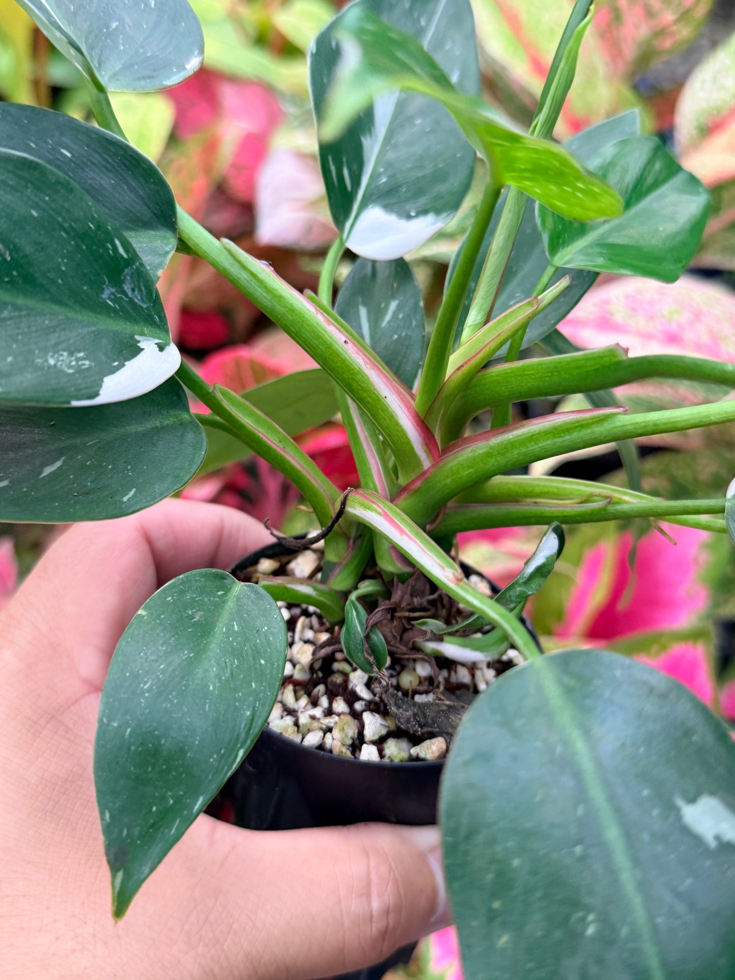 Philodendron 'White Princess' N6