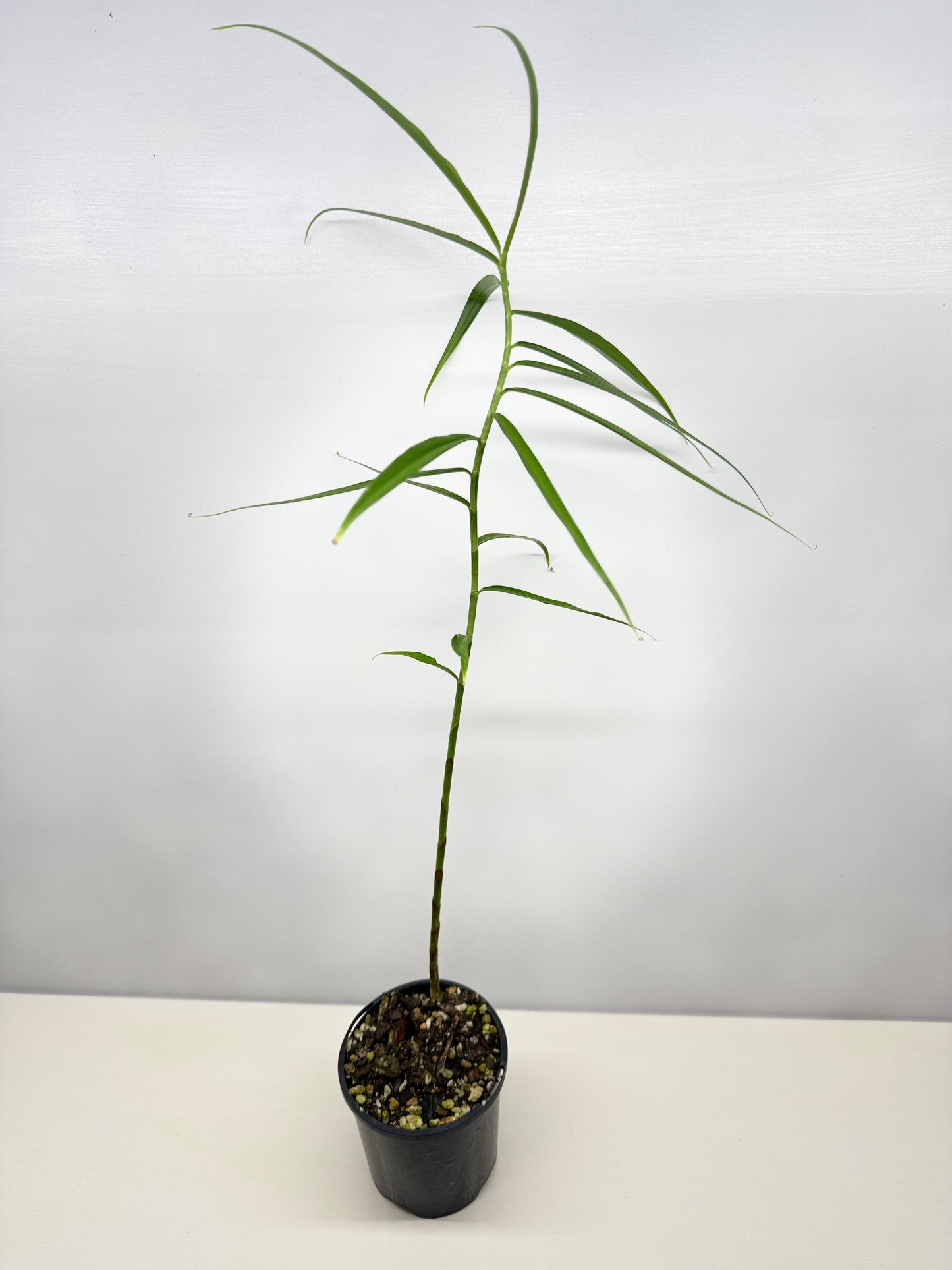 Costus stenophyllus "Bamboo Ginger" - Best Pick of the Crop!