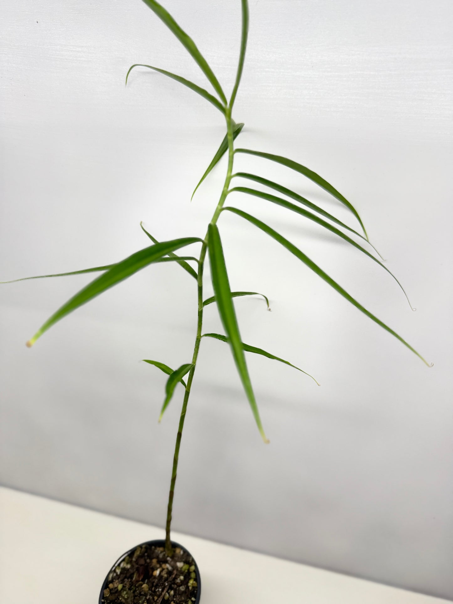 Costus stenophyllus "Bamboo Ginger" - Best Pick of the Crop!