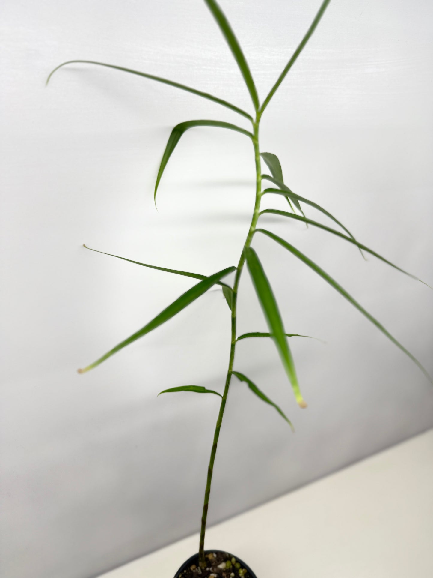 Costus stenophyllus "Bamboo Ginger" - Best Pick of the Crop!