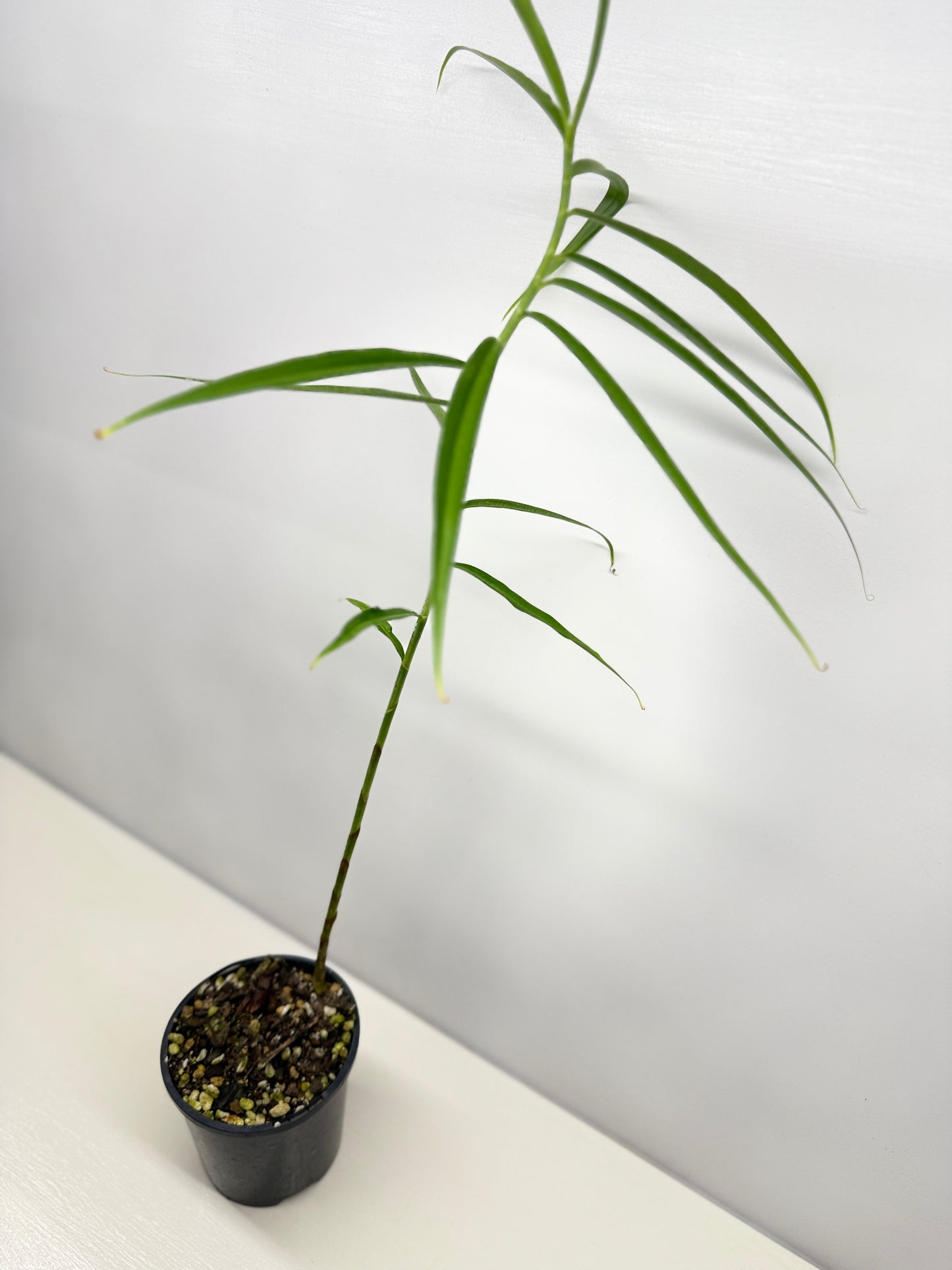 Costus stenophyllus "Bamboo Ginger" - Best Pick of the Crop!