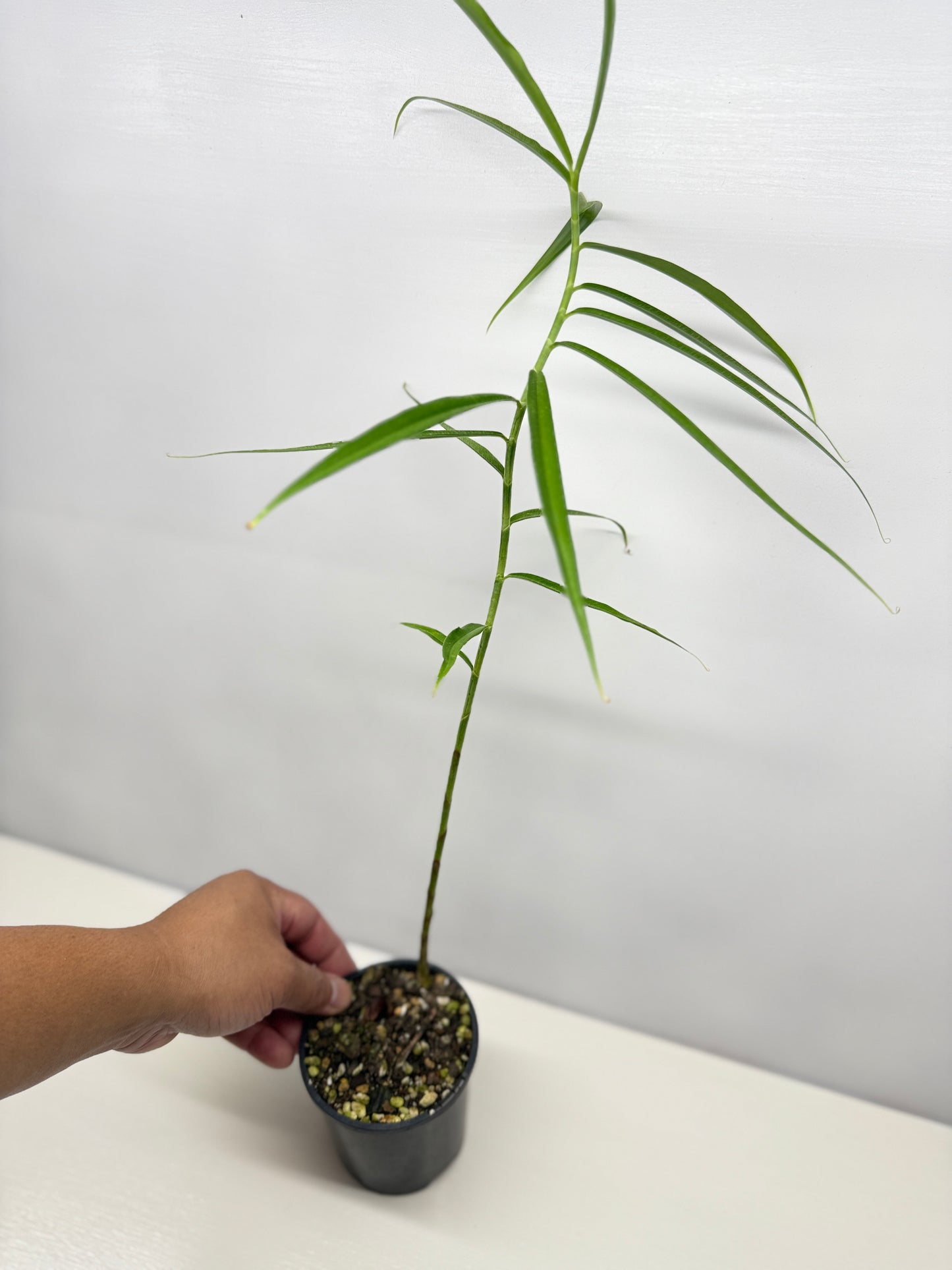 Costus stenophyllus "Bamboo Ginger" - Best Pick of the Crop!