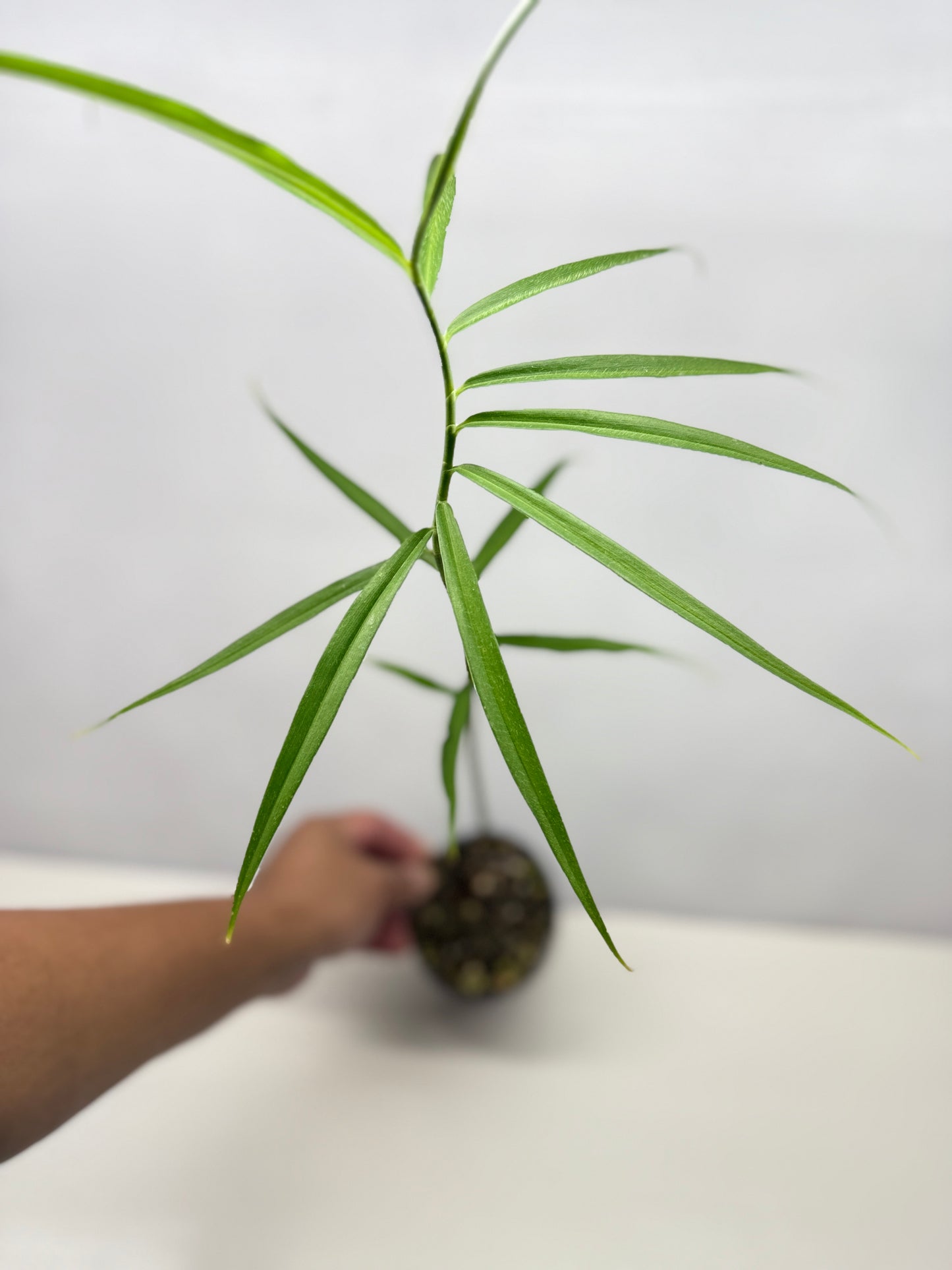 Costus stenophyllus "Bamboo Ginger" - Best Pick of the Crop!