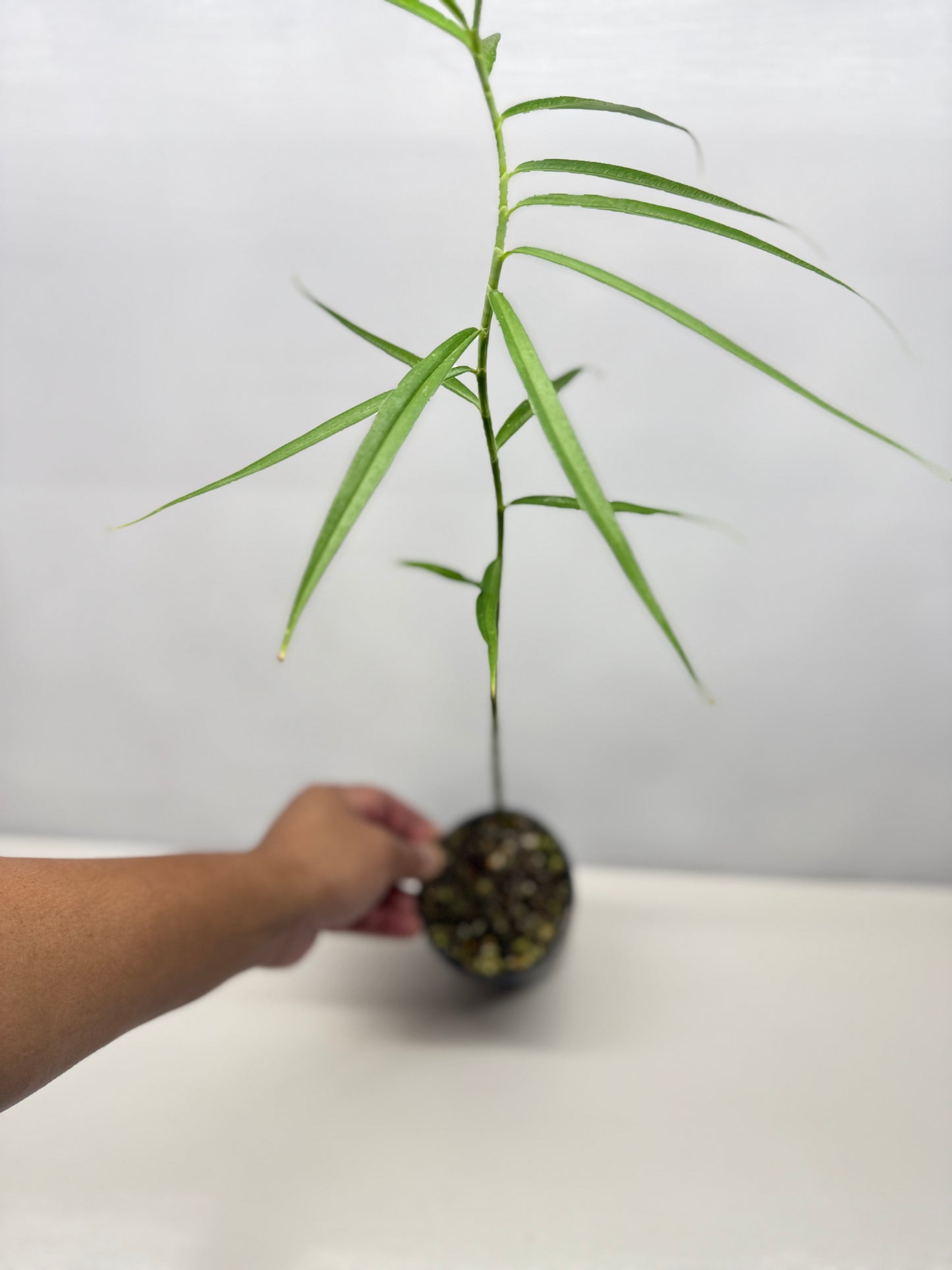 Costus stenophyllus "Bamboo Ginger" - Best Pick of the Crop!