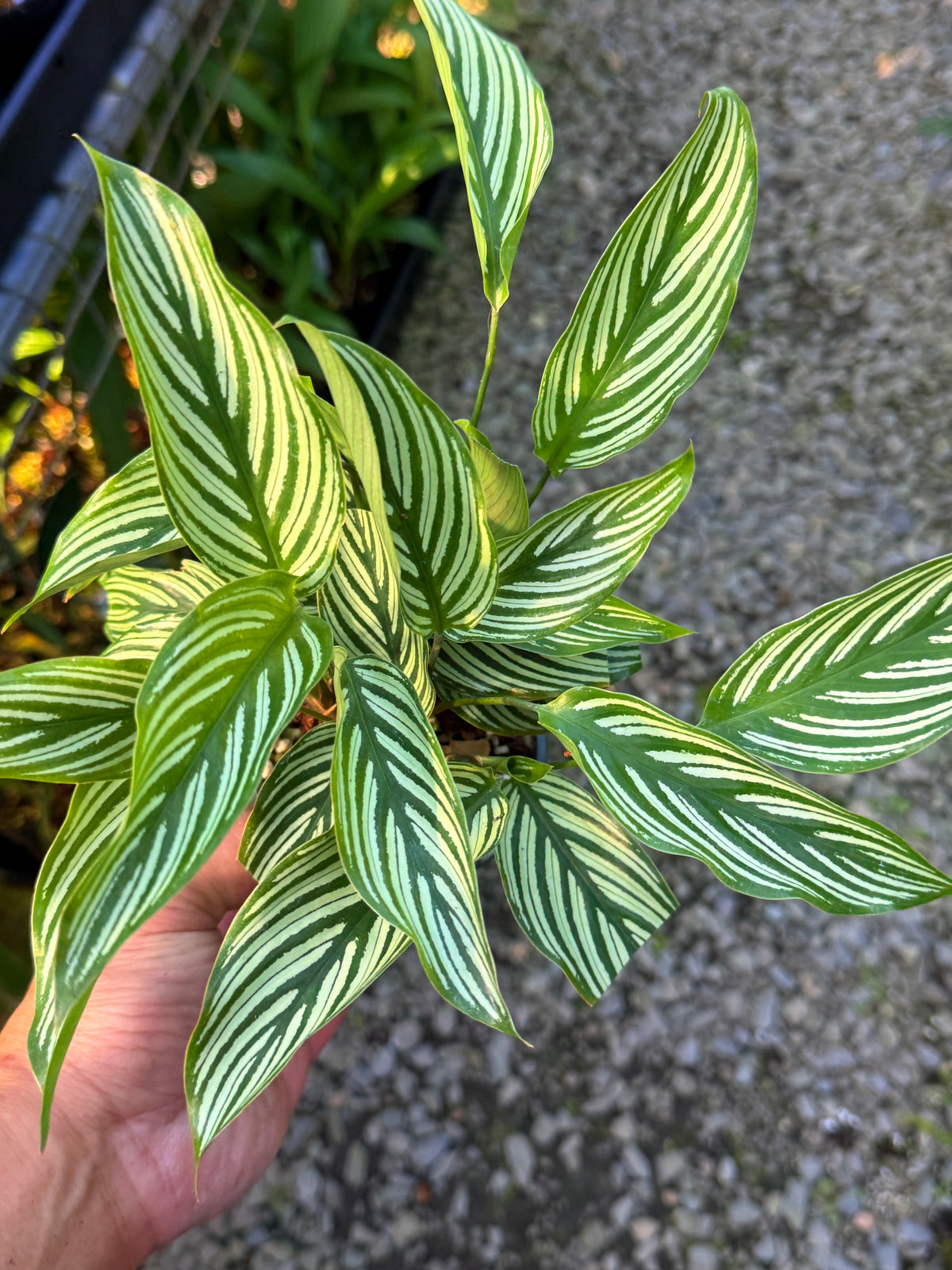 Calathea Vittata N55