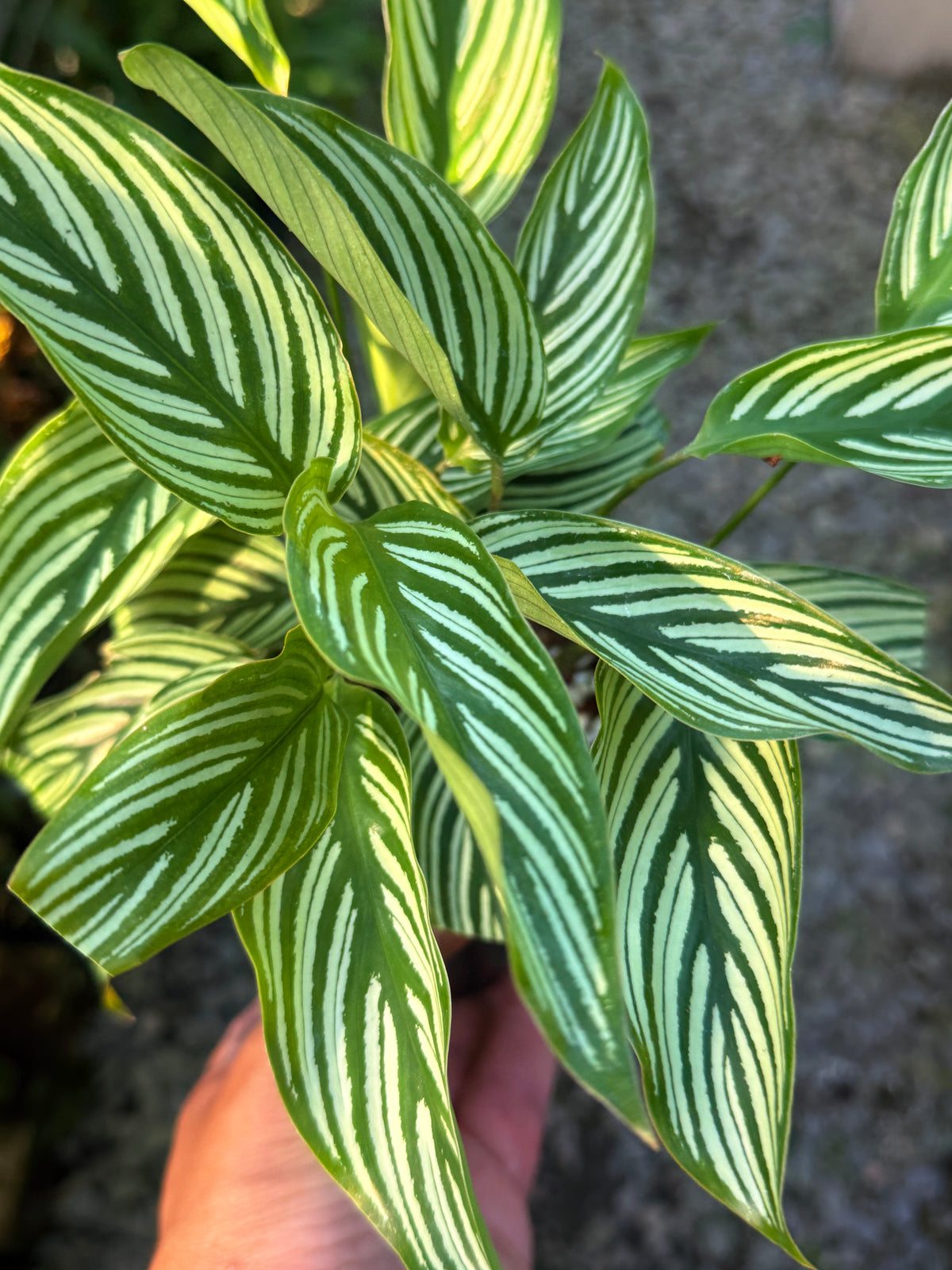 Calathea Vittata N55