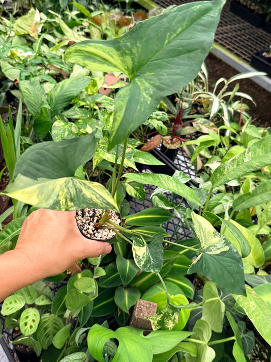 Syngonium podophyllum 'Aurea' N7