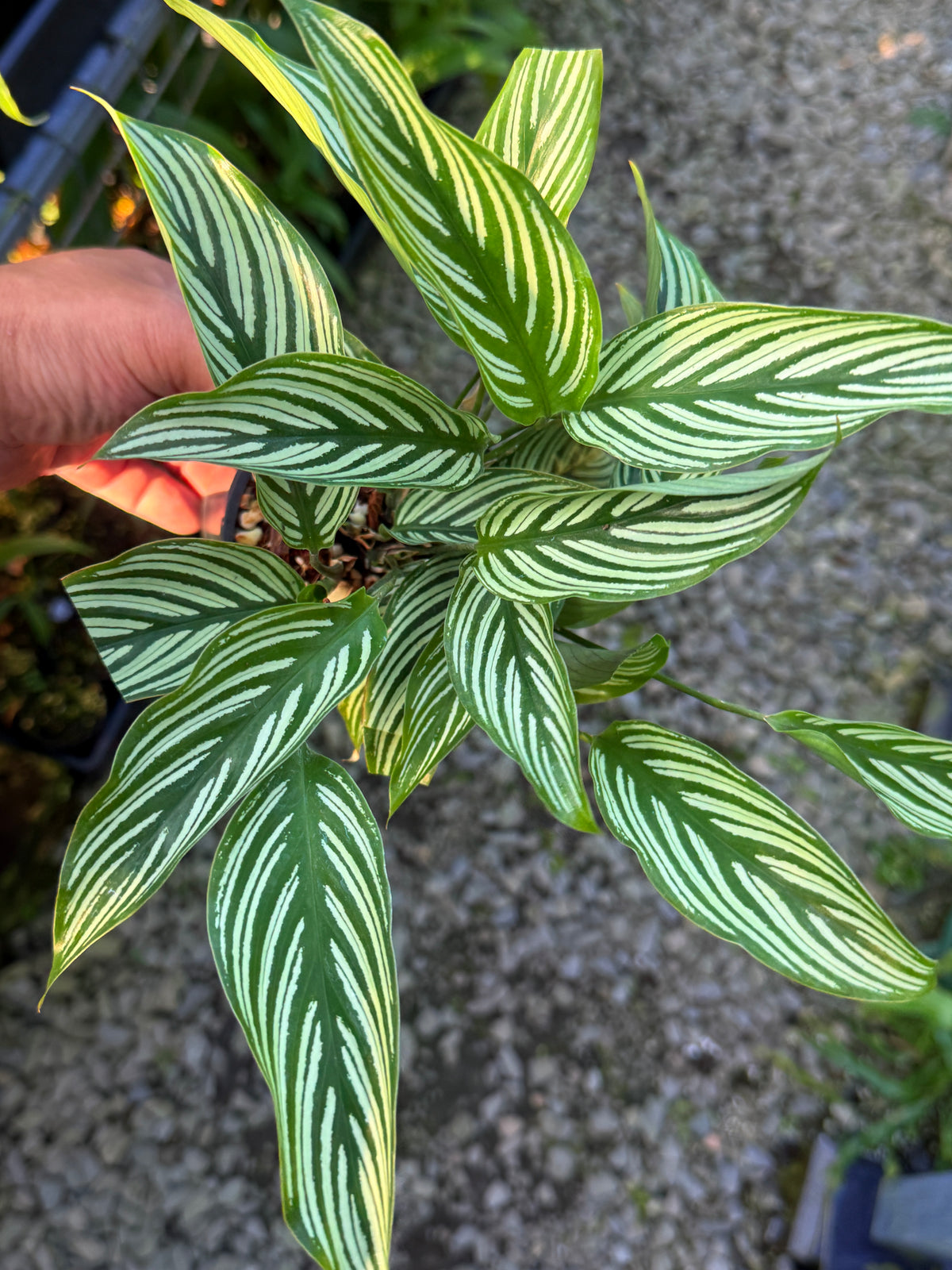 Calathea Vittata N55