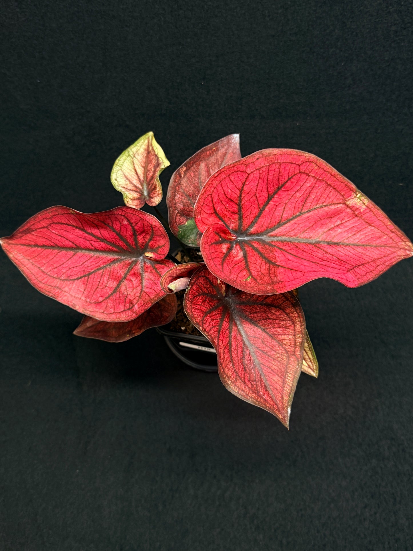 Caladium 'Dessert Sunset' H10