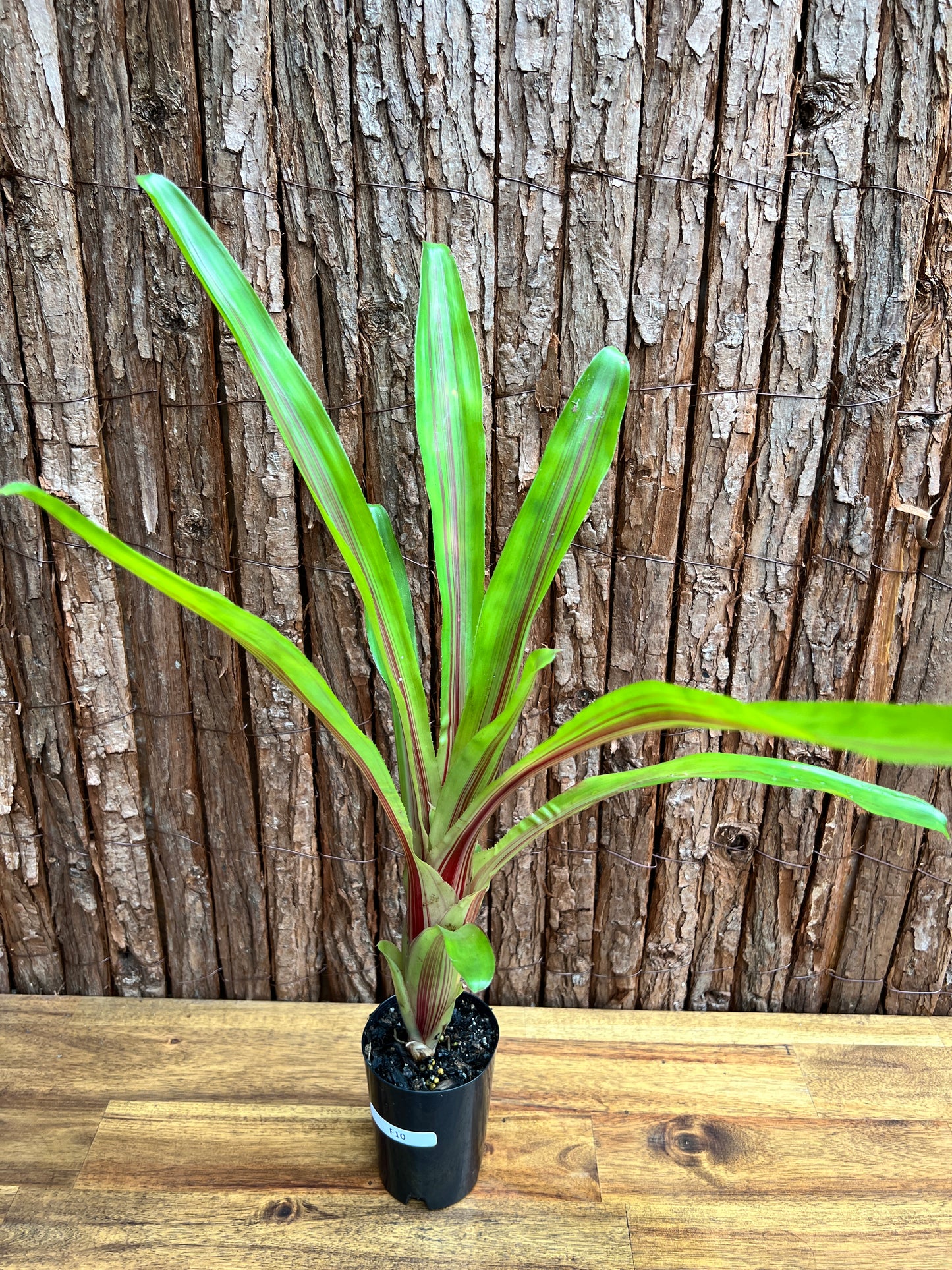 Bromeliad Aechmea Red Ribbon