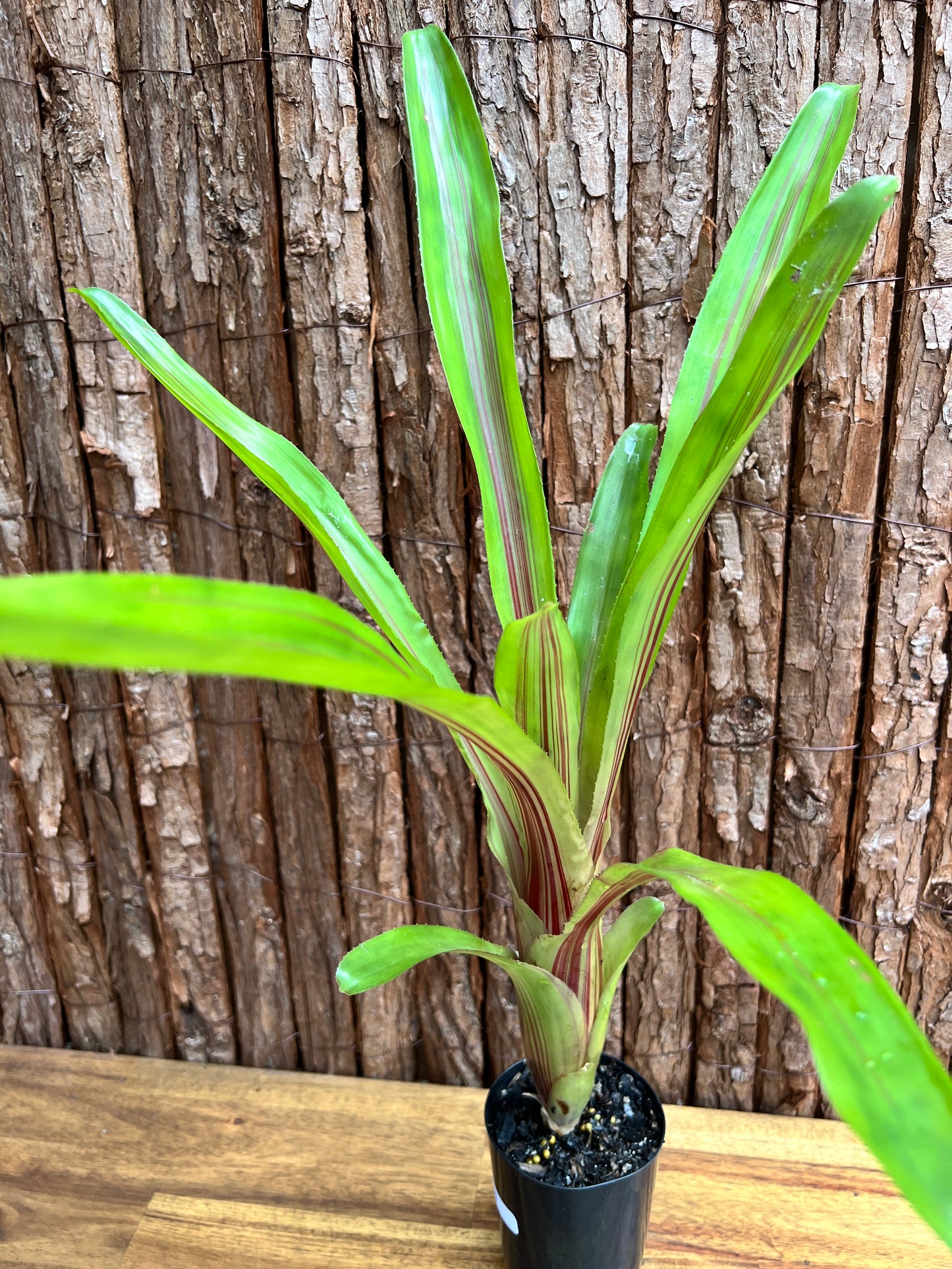 Bromeliad Aechmea Red Ribbon