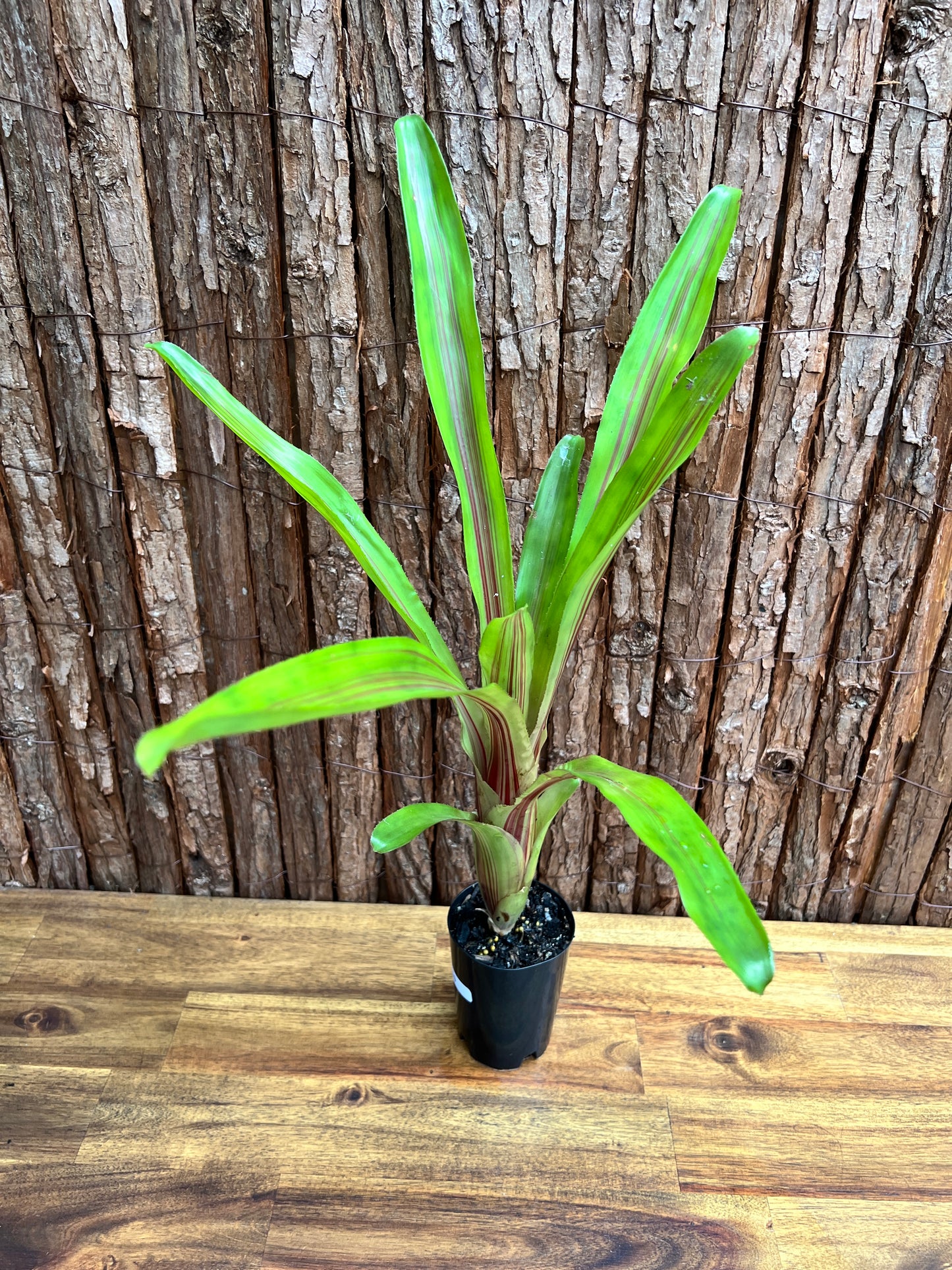 Bromeliad Aechmea Red Ribbon