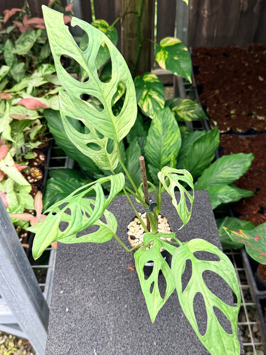 Monstera Adansonii Mint Variegated (Indonesian form) N9
