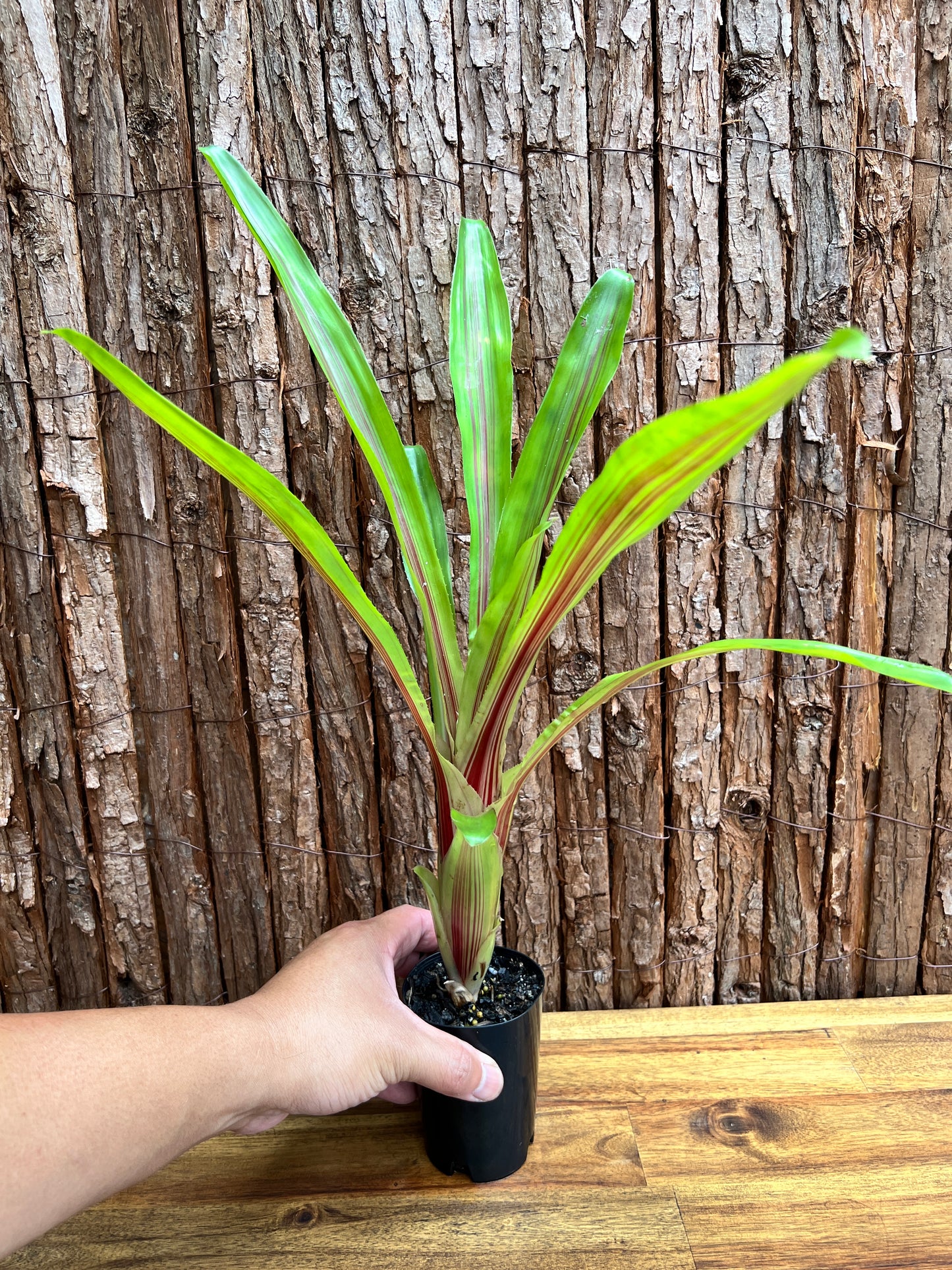 Bromeliad Aechmea Red Ribbon