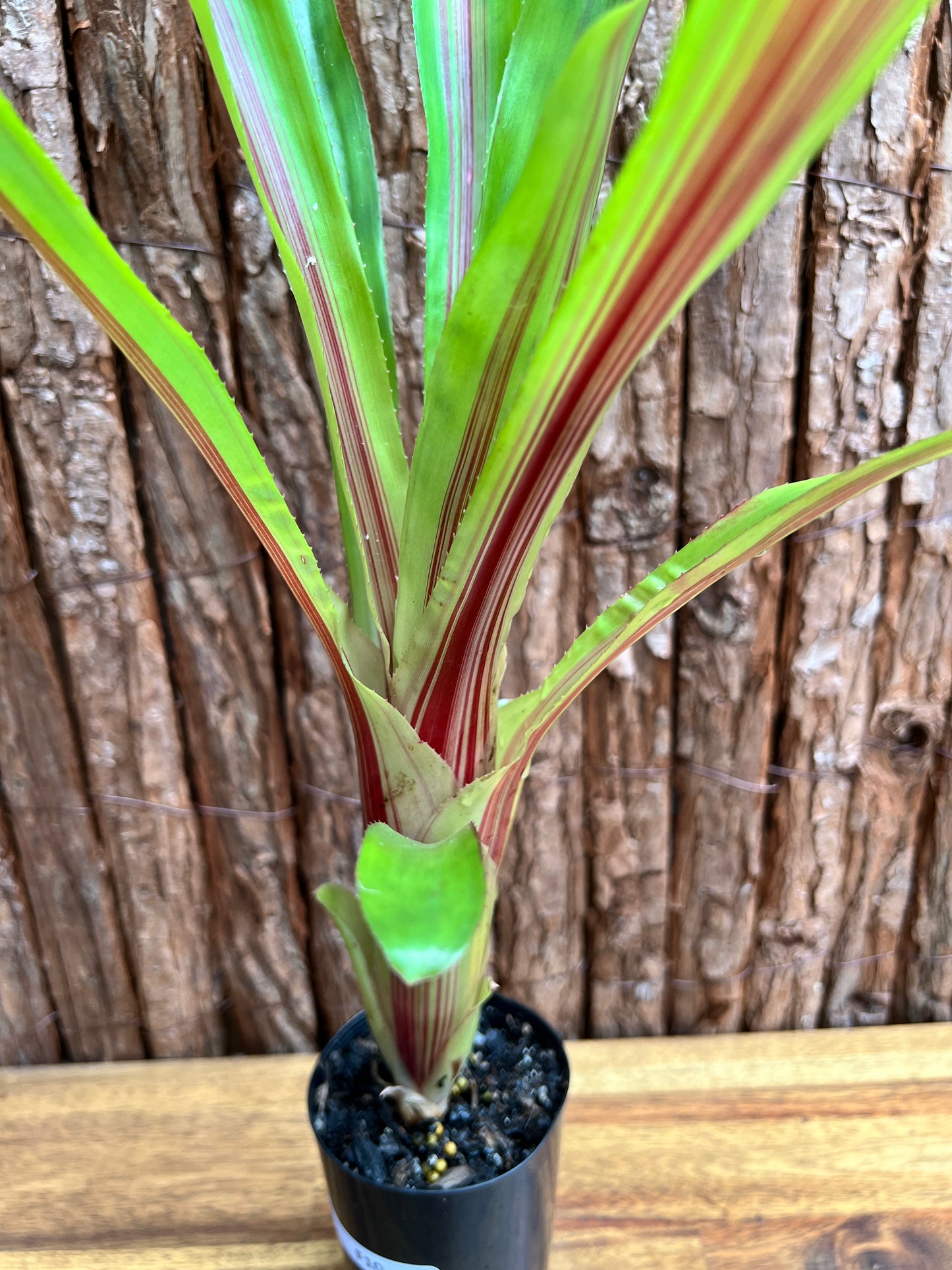 Bromeliad Aechmea Red Ribbon