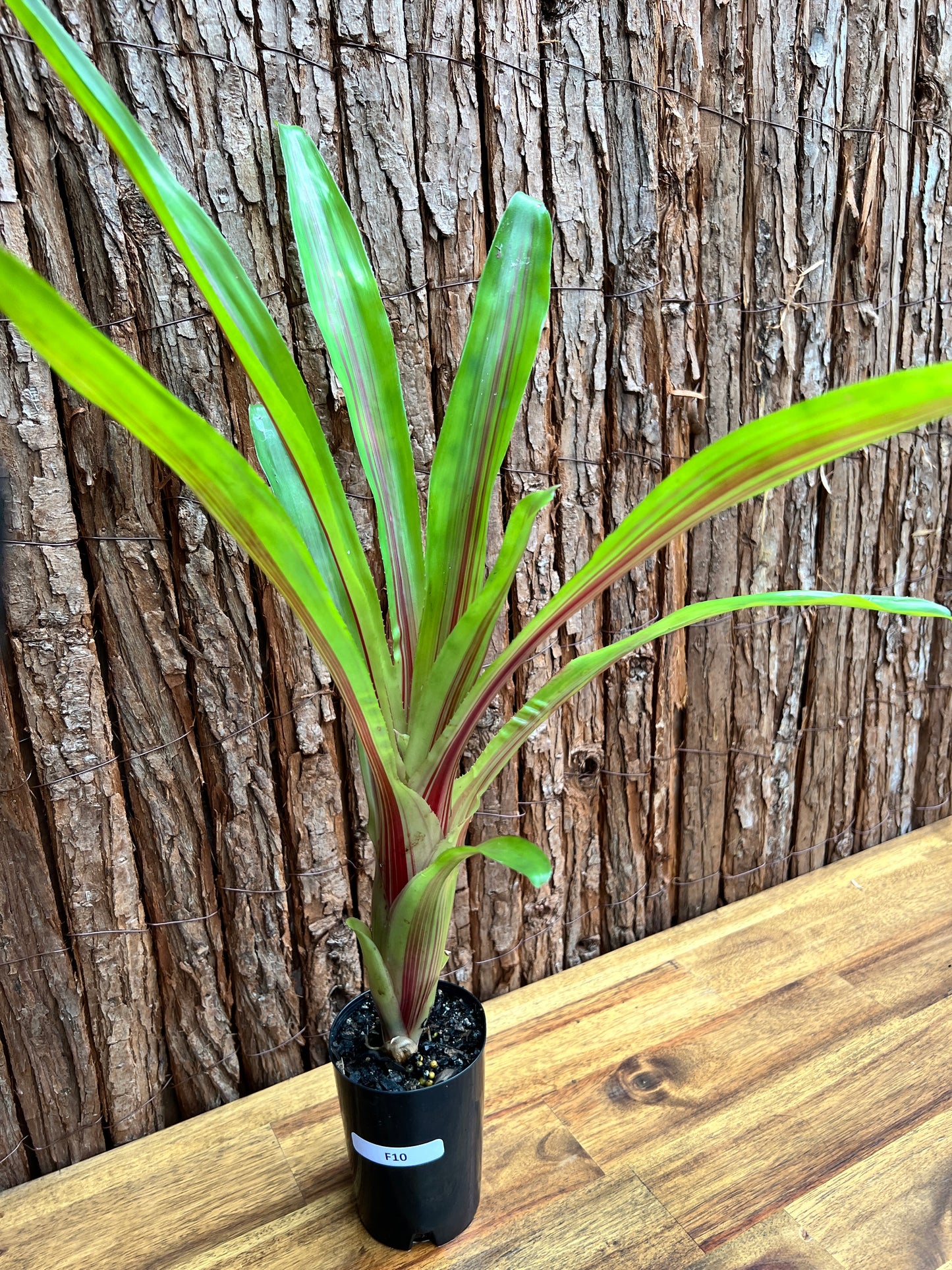 Bromeliad Aechmea Red Ribbon